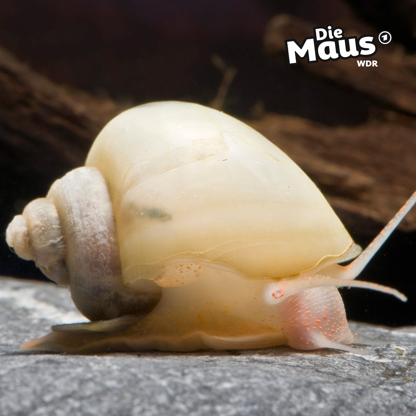 Schnecke mit Superkraft entdeckt