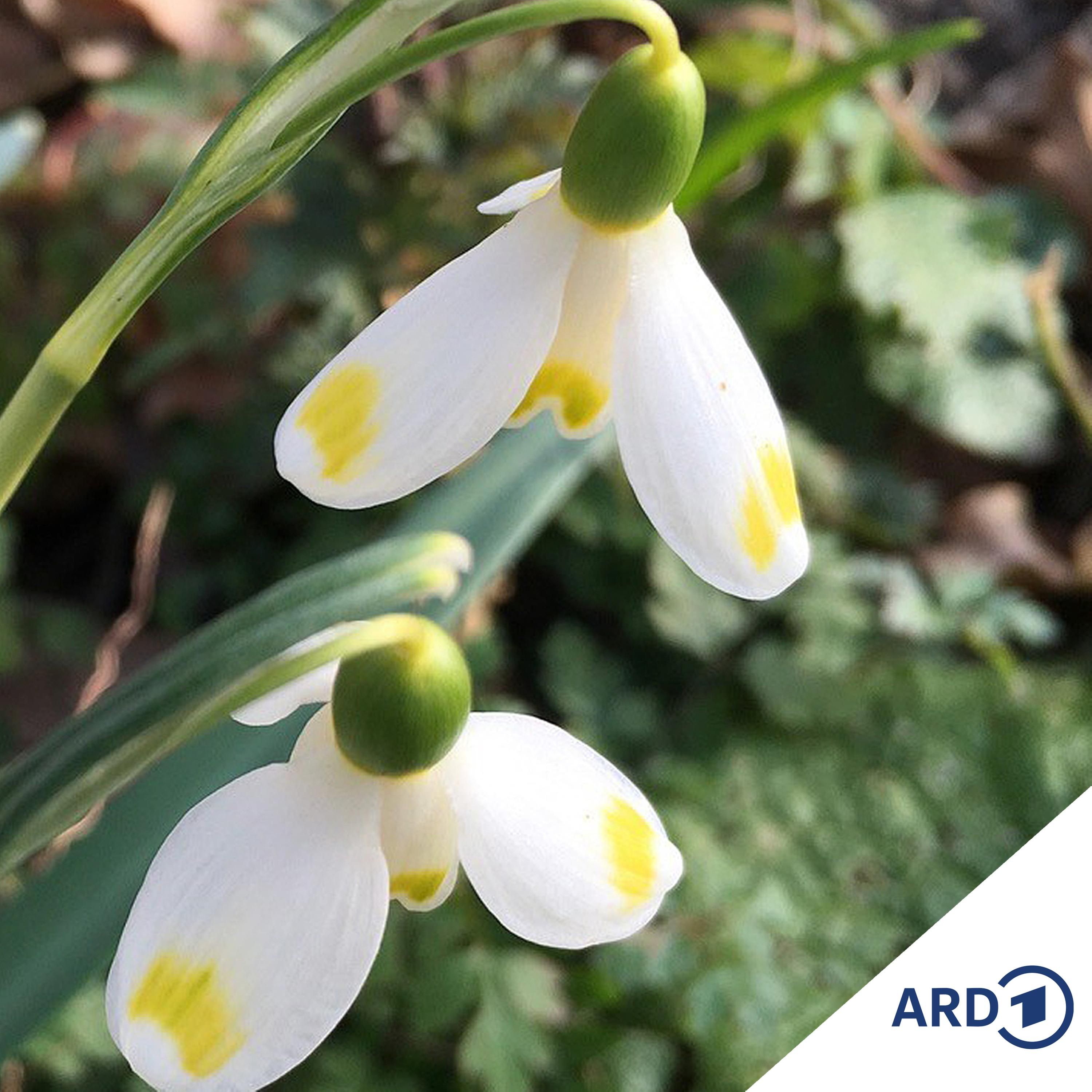 Schneeglöckchen: Die ersten Boten des Frühlings