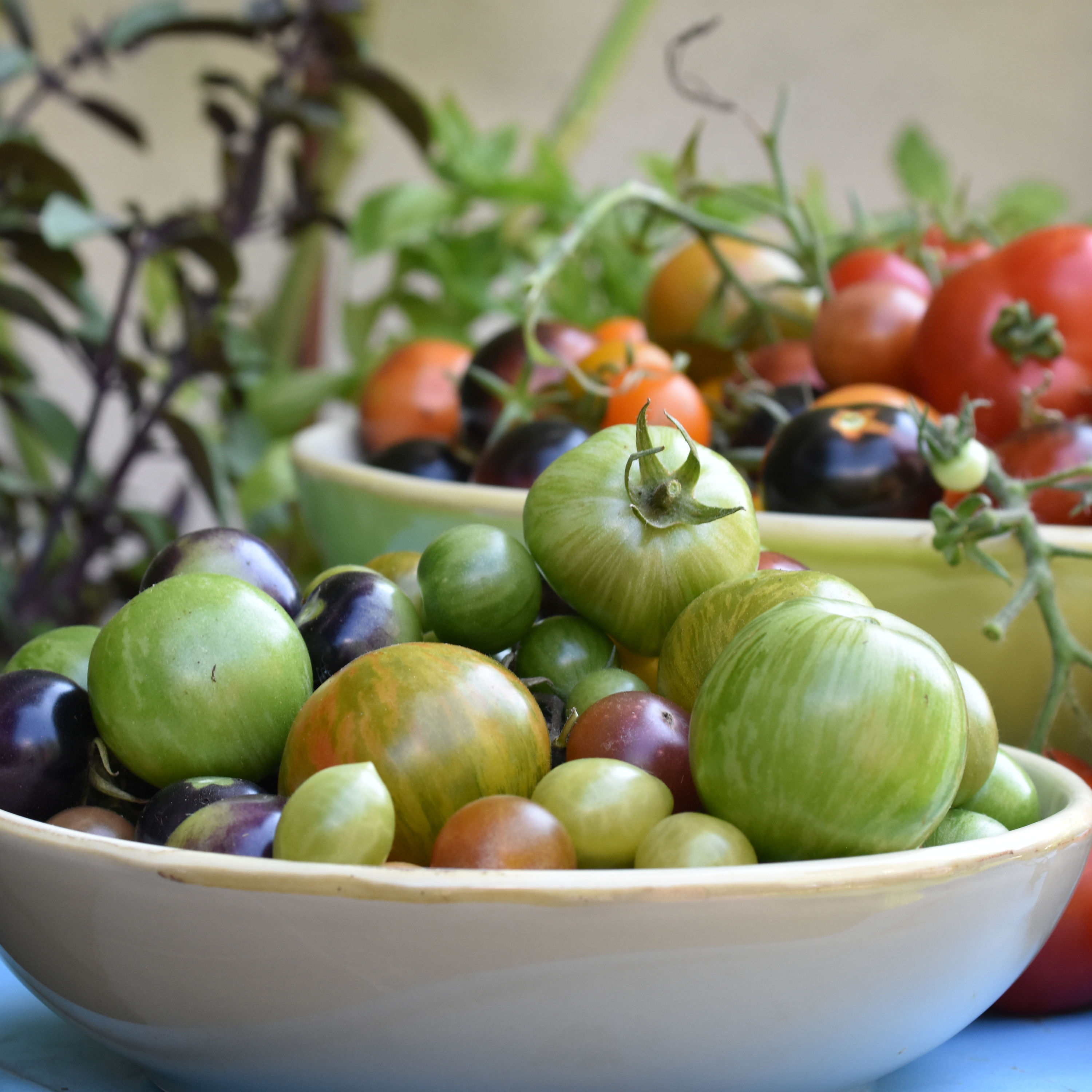 Schrecklich-meine Tomaten erröten nicht!!!!