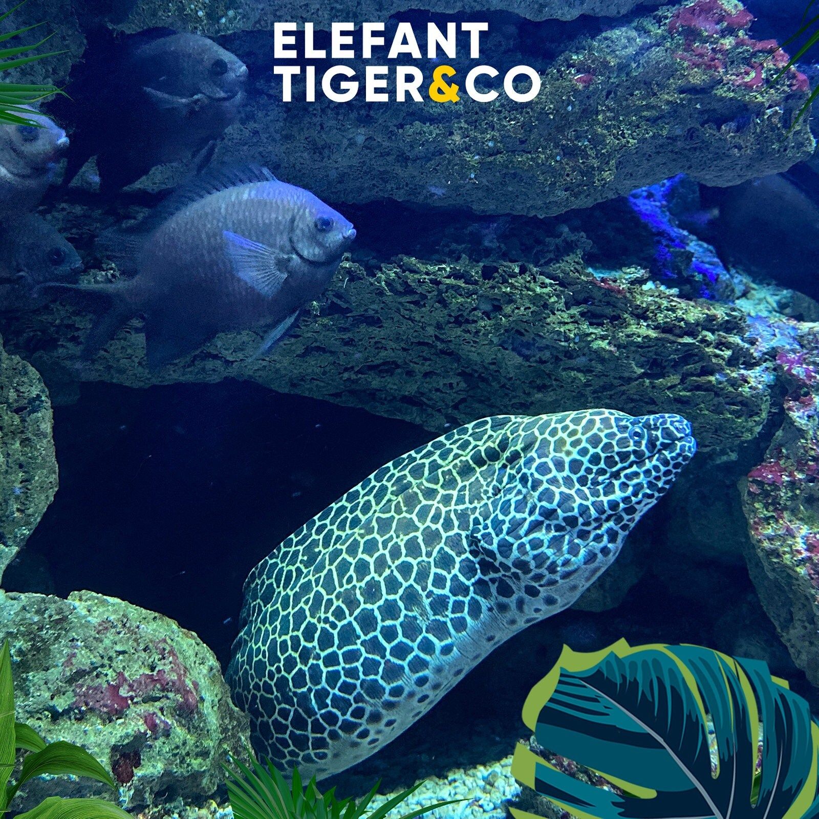 Schüchterner Räuber - Die Netzmuräne