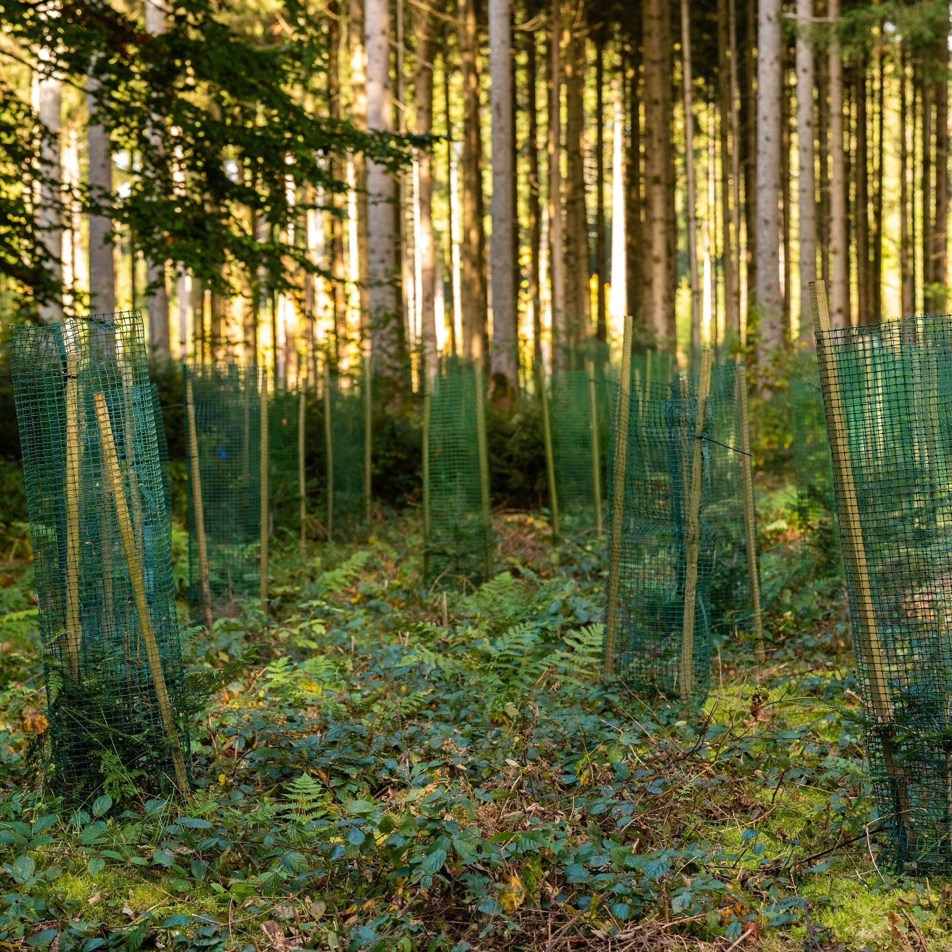 Schutz biologischer Vielfalt: Aufforstung und CO2-Entnahme braucht gute Planung