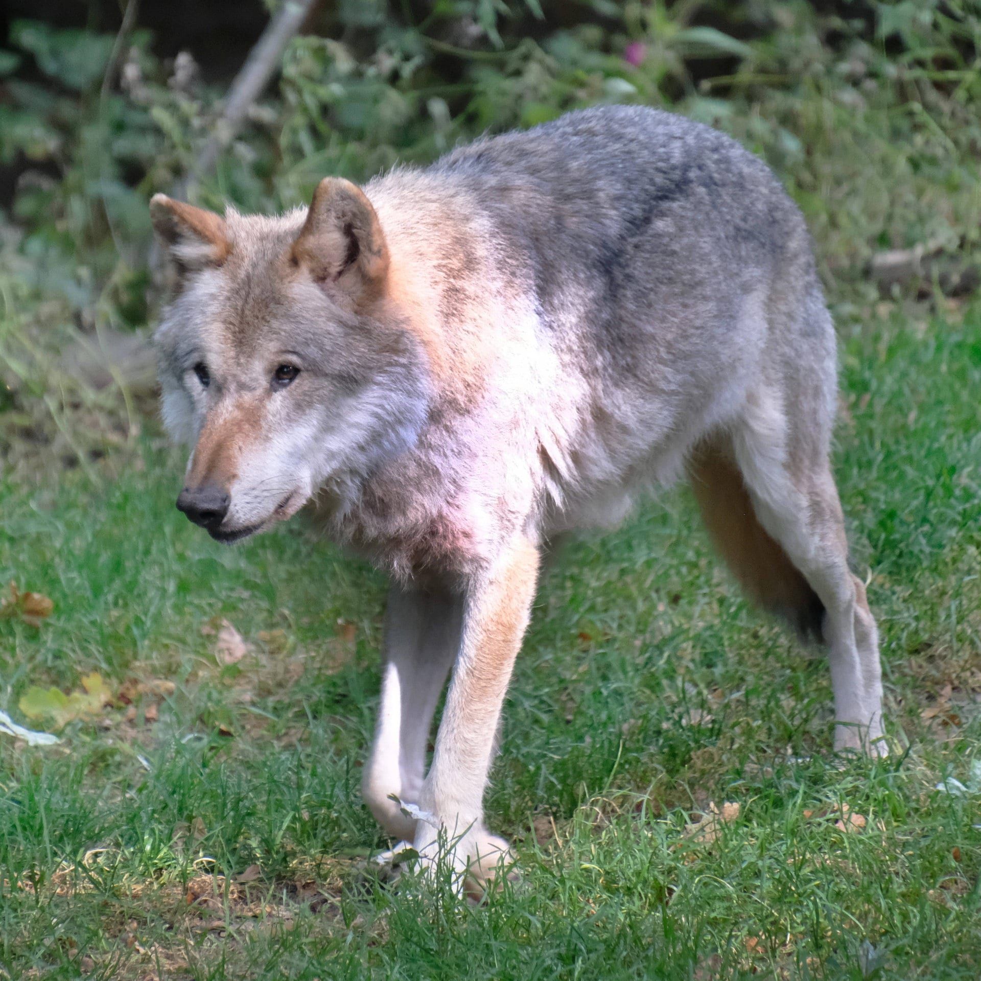 Schutz vor dem Wolf - Halbzeit beim Herdenschutzprojekt Südschwarzwald