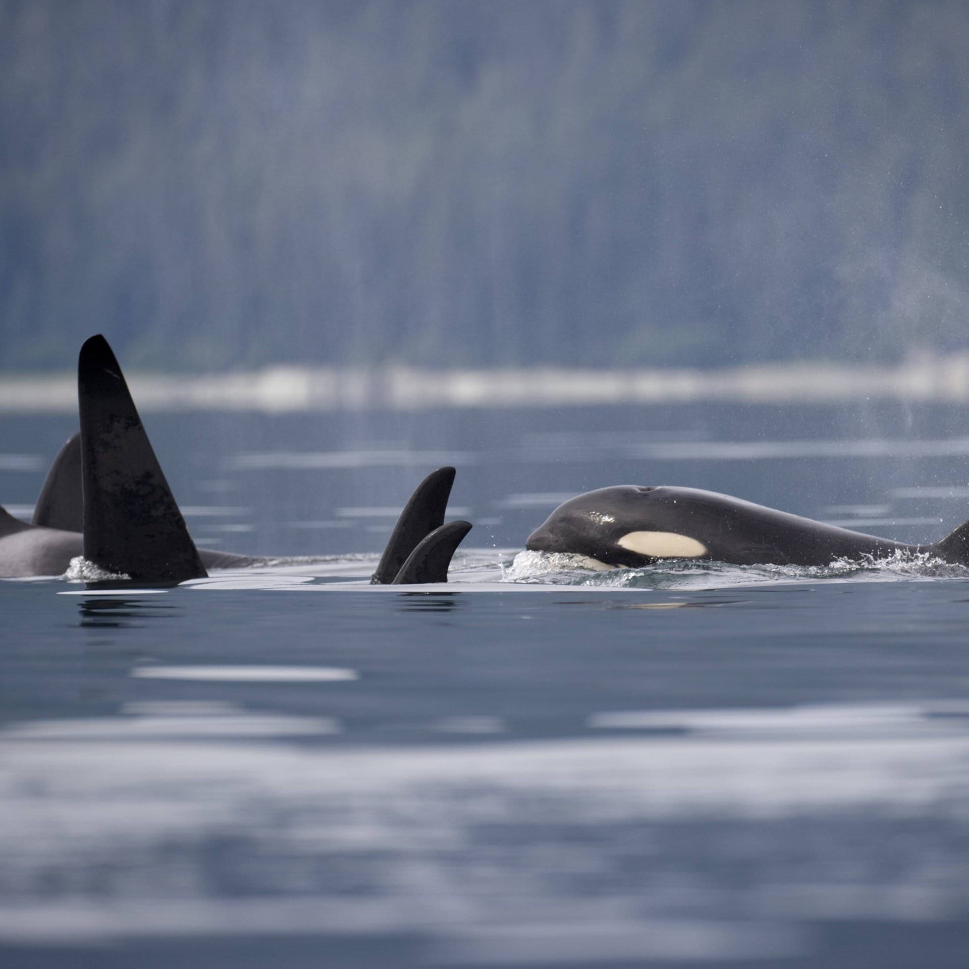 Schwertwal-Schmusen: Orcas massieren und küssen sich