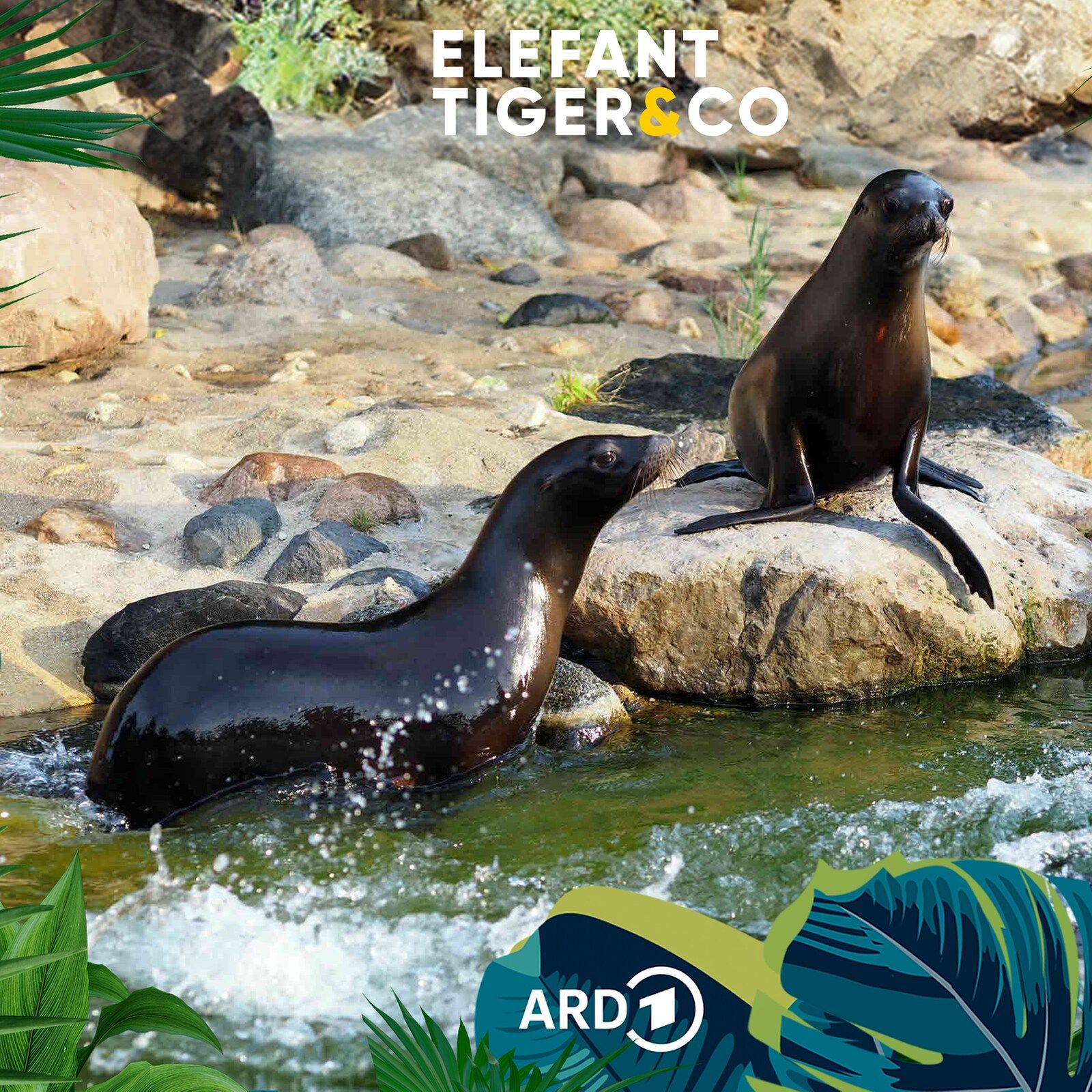 Schwimmende "Löwen"