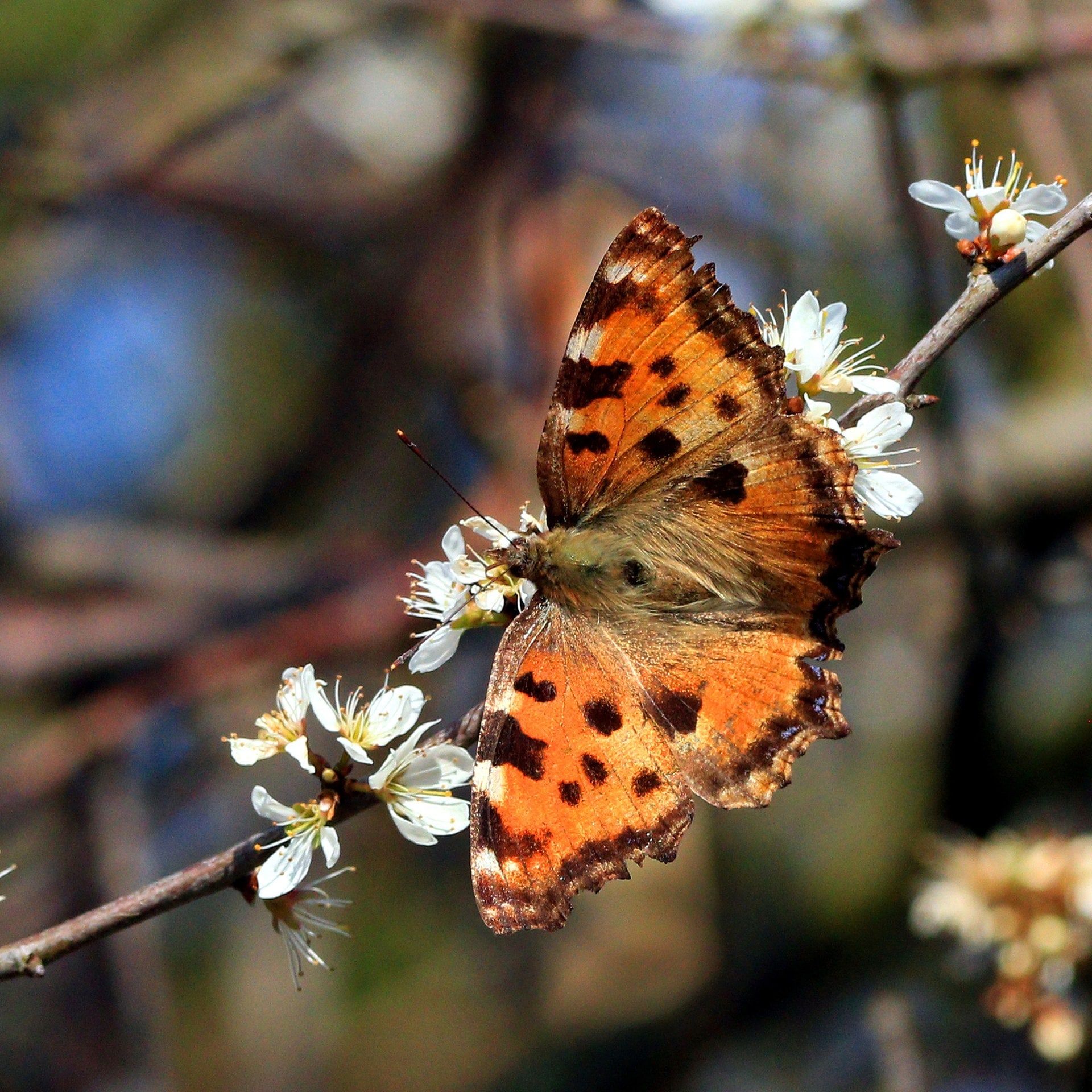 Segelfalter und Großer Fuchs - Schmetterlinge und der Klimawandel