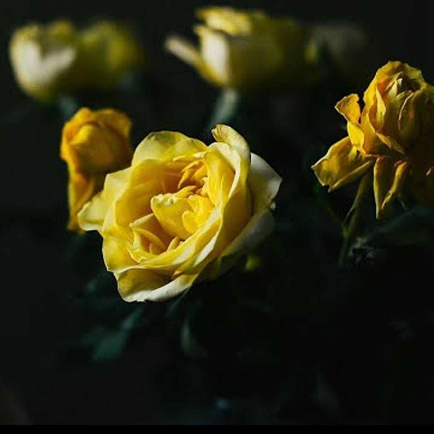 Selma Meerbaum-Eisinger zum 100. Geburtstag – eine Spurensuche