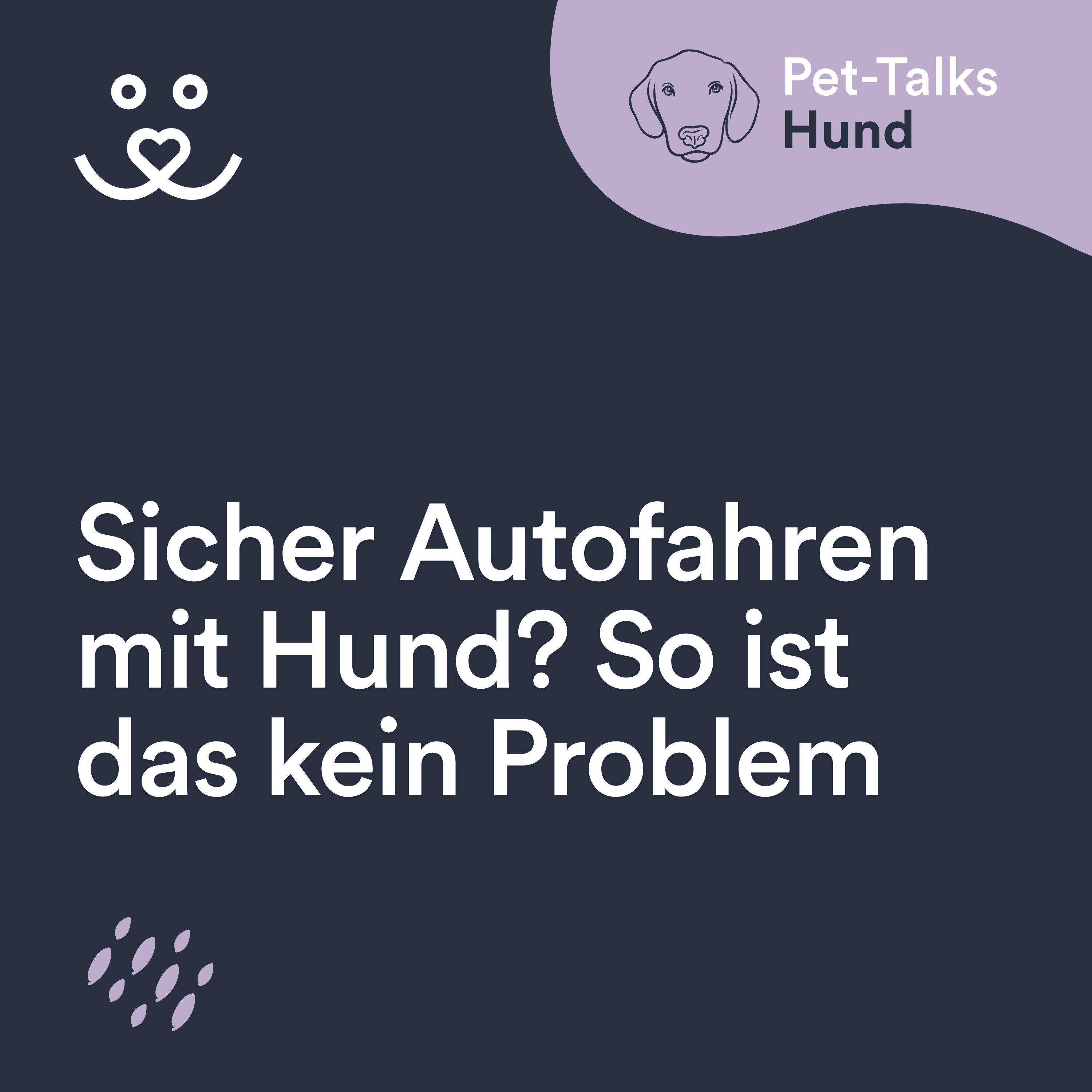 Sicher Autofahren mit Hund? So ist das kein Problem