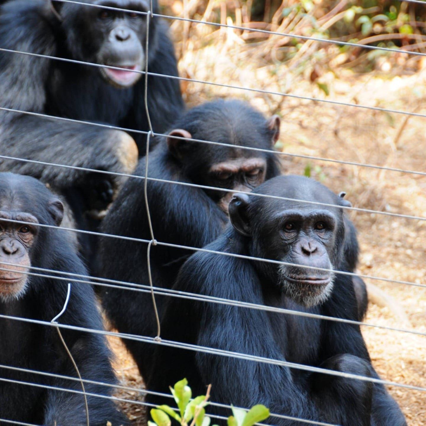 Sierra Leone: Bala Amarasekaran, der Schimpansentetter