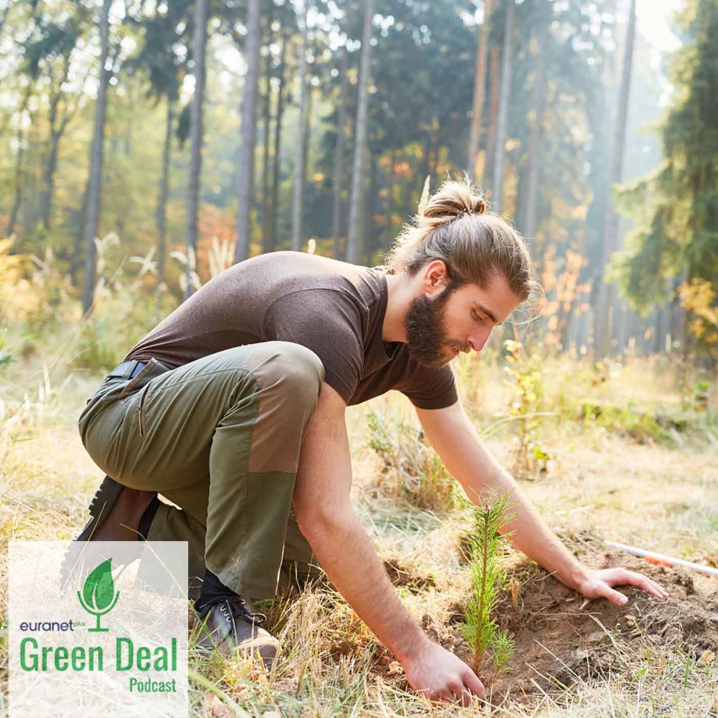 Sind Bäume die Klimaretter?