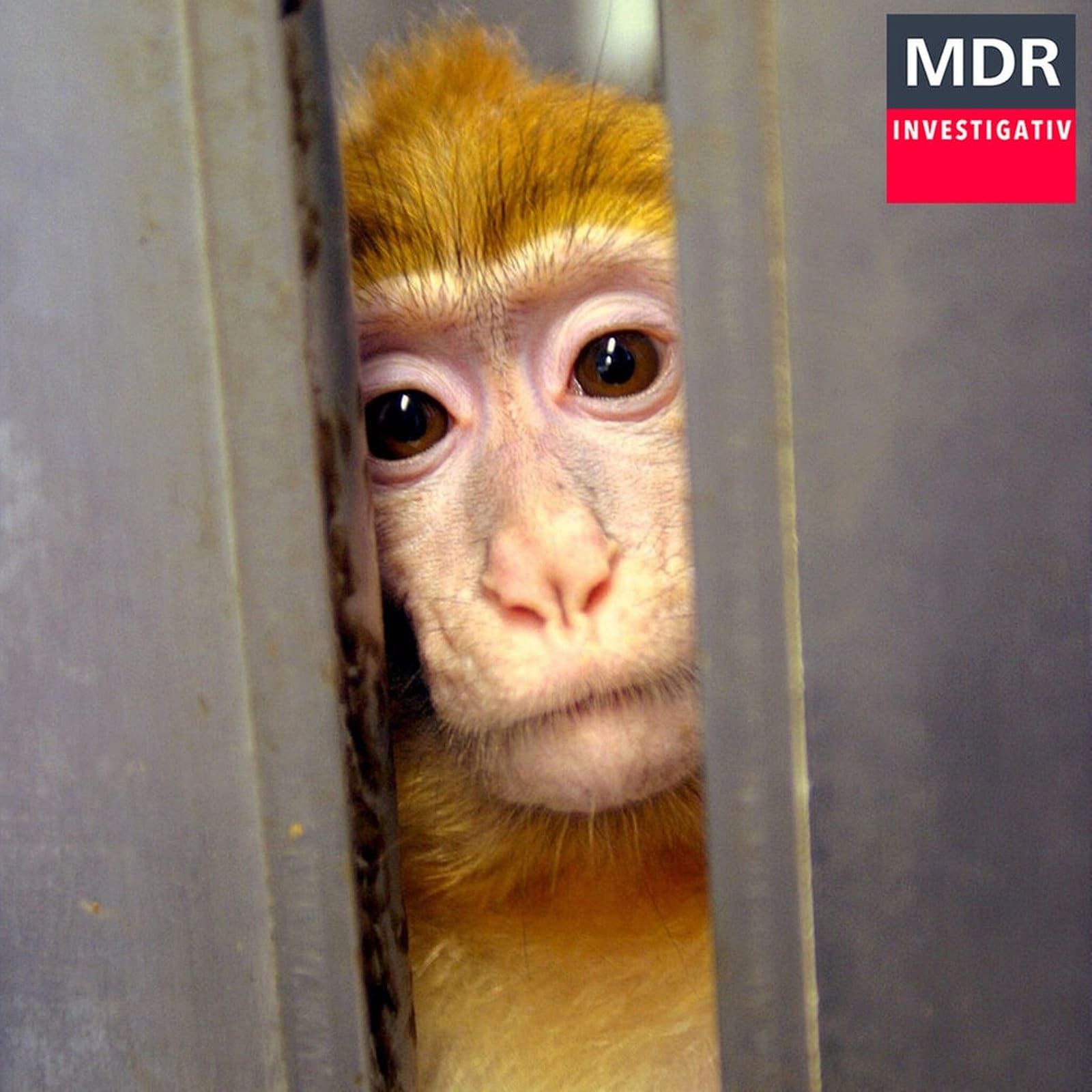 Sinnloses Tierleid? – der Skandal um das Tierversuchslabor LPT