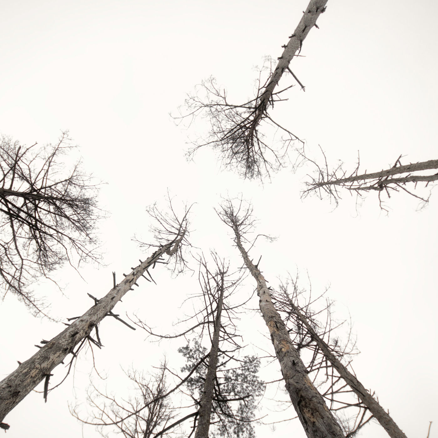 Sinnvolle Einsparungen bei klimaschädlichen Subventionen