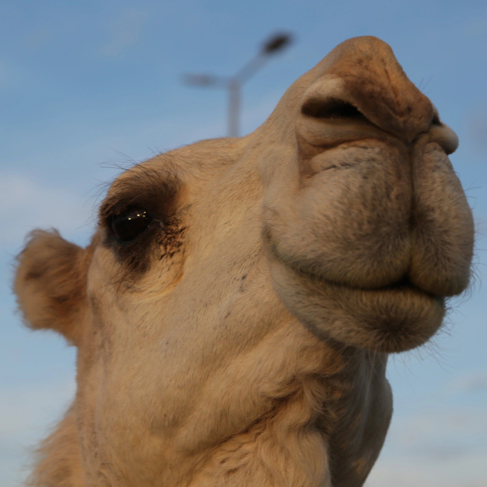 Skandal bei Schönheitswettbewerb - 20 Kamele disqualifiziert