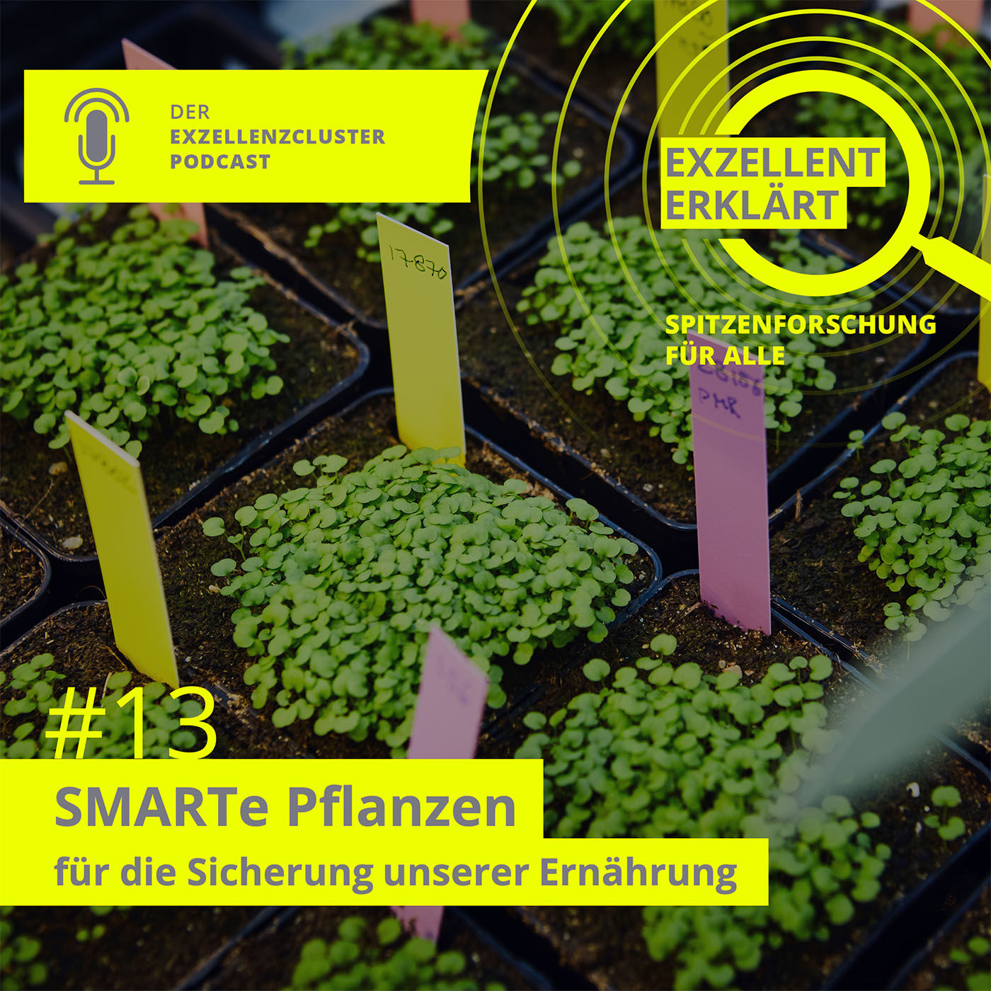 SMARTe Pflanzen für die Sicherung unserer Ernährung