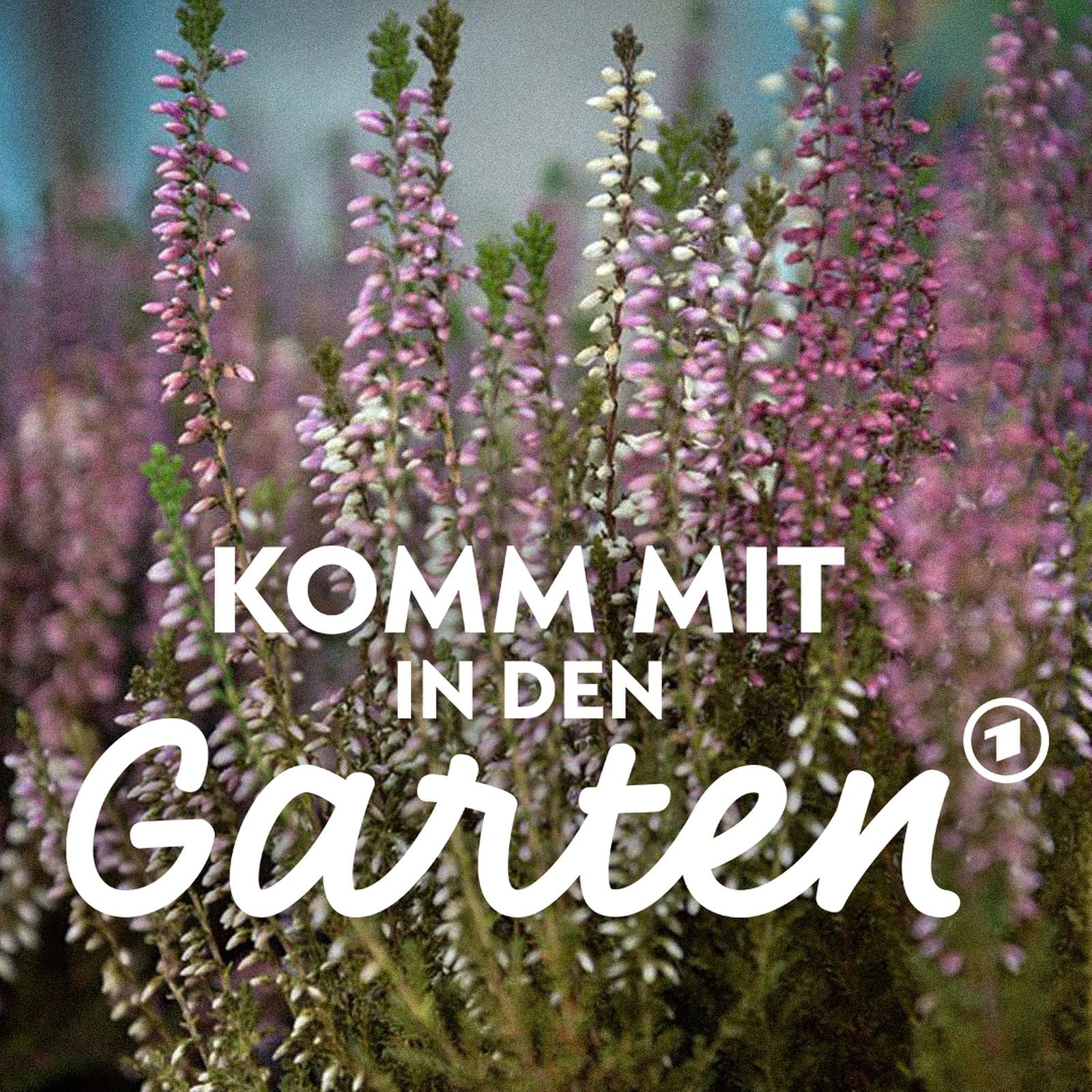 So einfach geht Heide im Garten