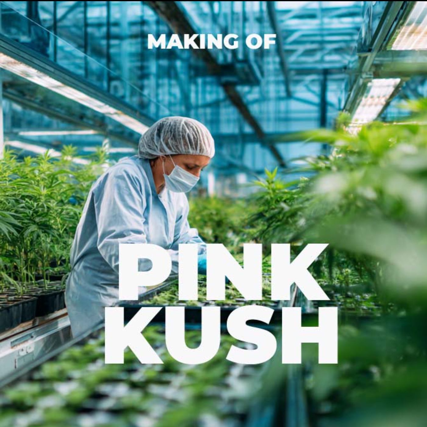 So entstehen Cannabis Sorten | Making Of Pink Kush | Weed | Genetik | Kreuzung | Züchtung | Zen Labs