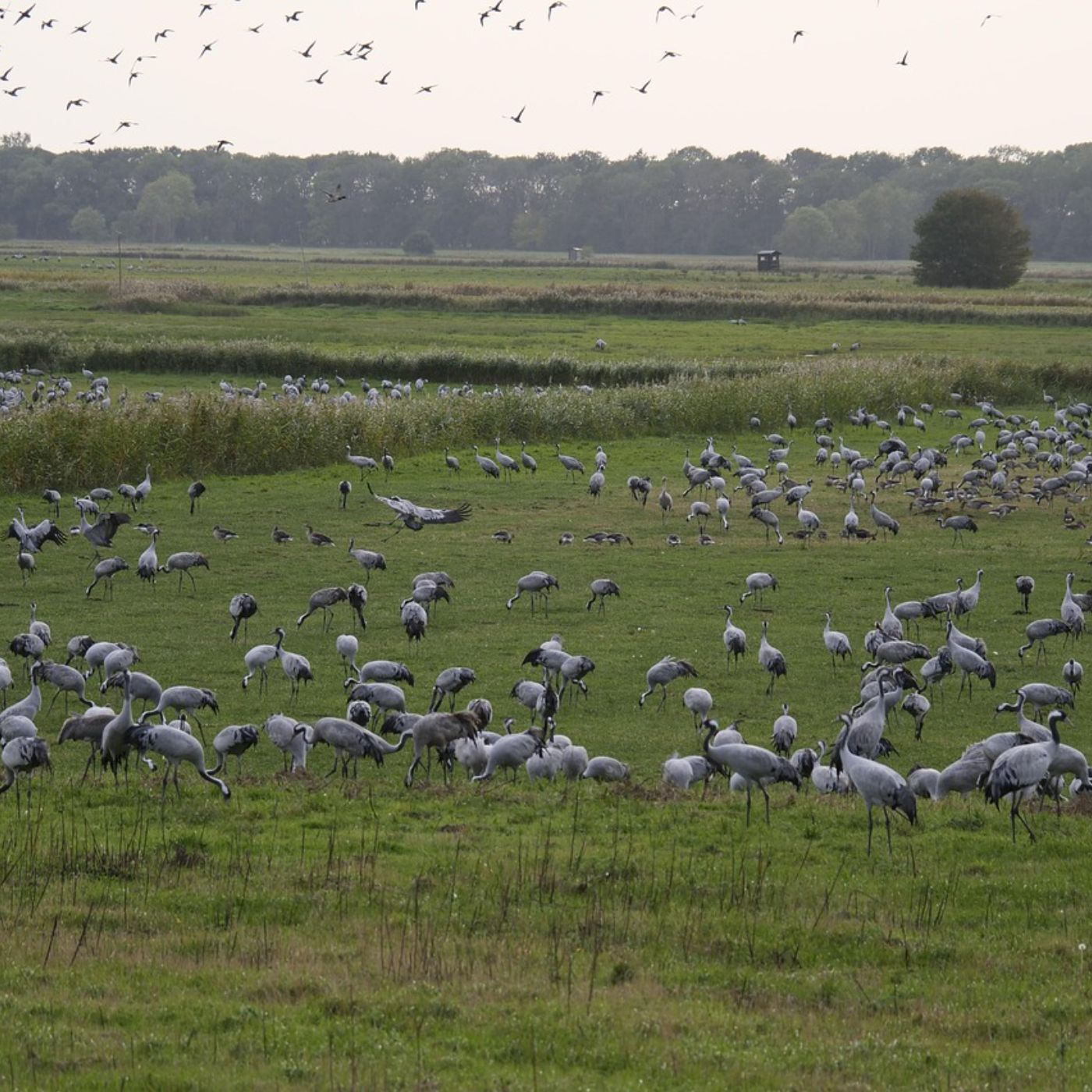 So gefährlich ist die Vogelgrippe für Katzen und Hunde