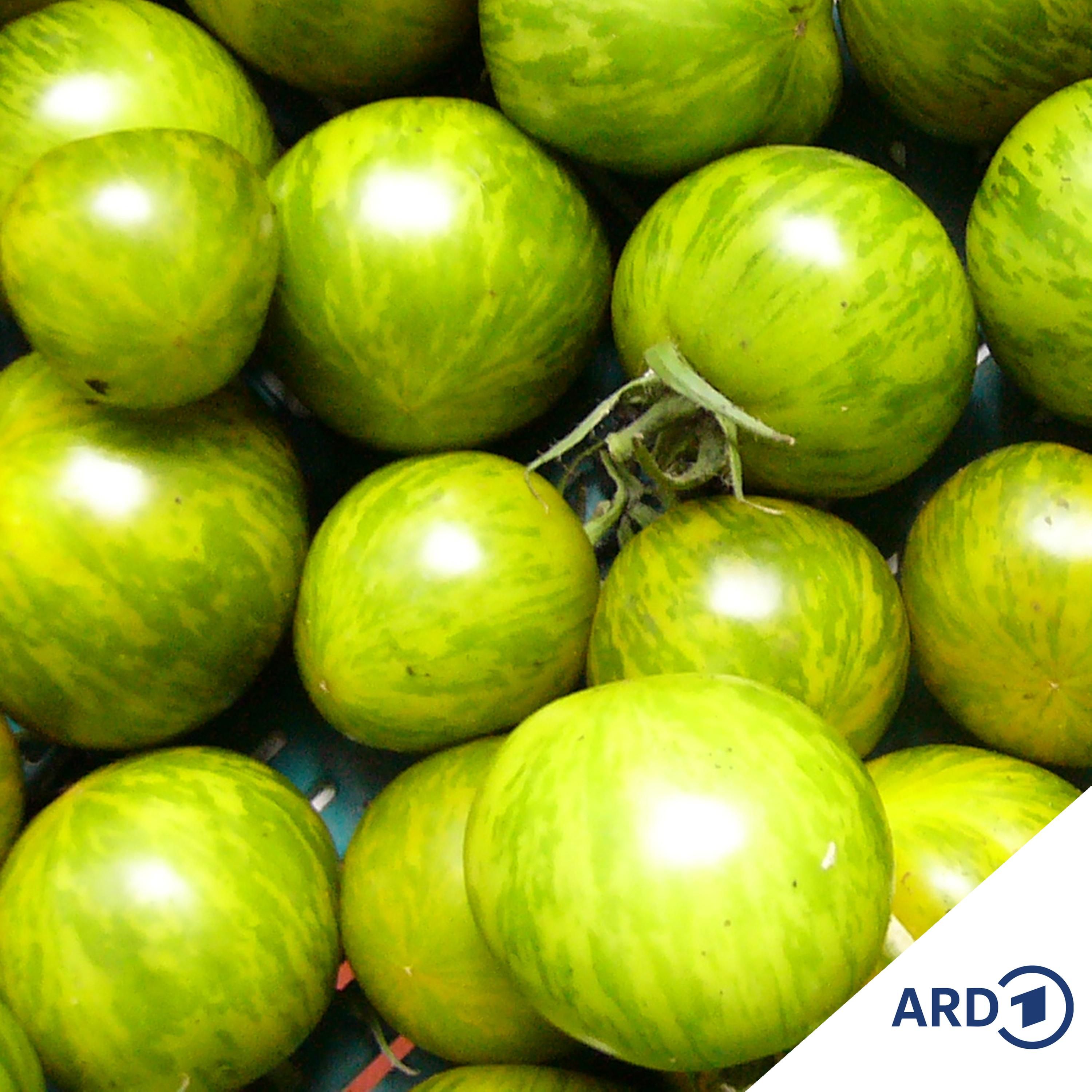 So klappt es mit dem Anbau von Tomaten