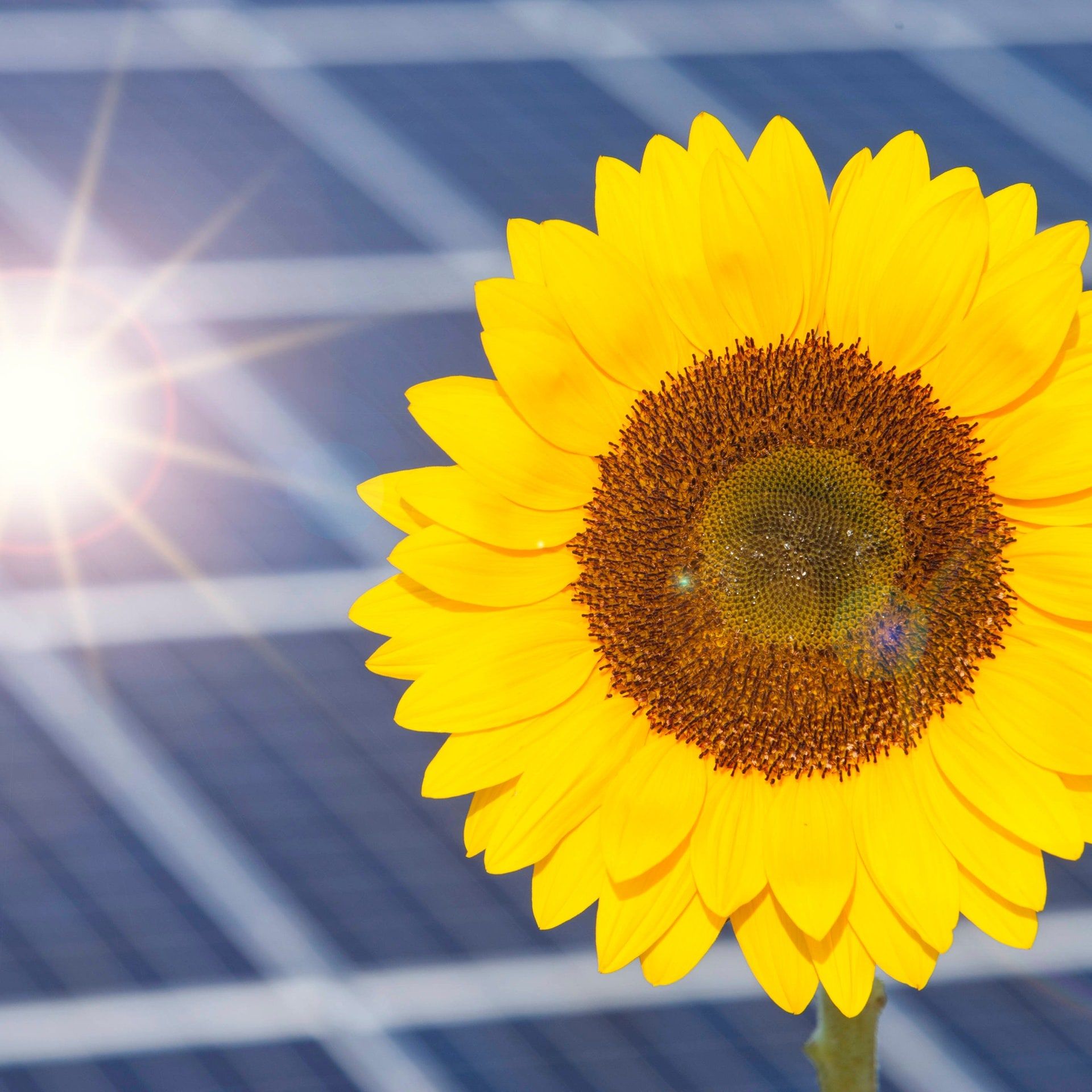 Solarpflicht, E-Müllautos, grüne Dächer: Was hat die Ampel beim Klimaschutz in Rheinland-Pfalz wirklich umgesetzt?