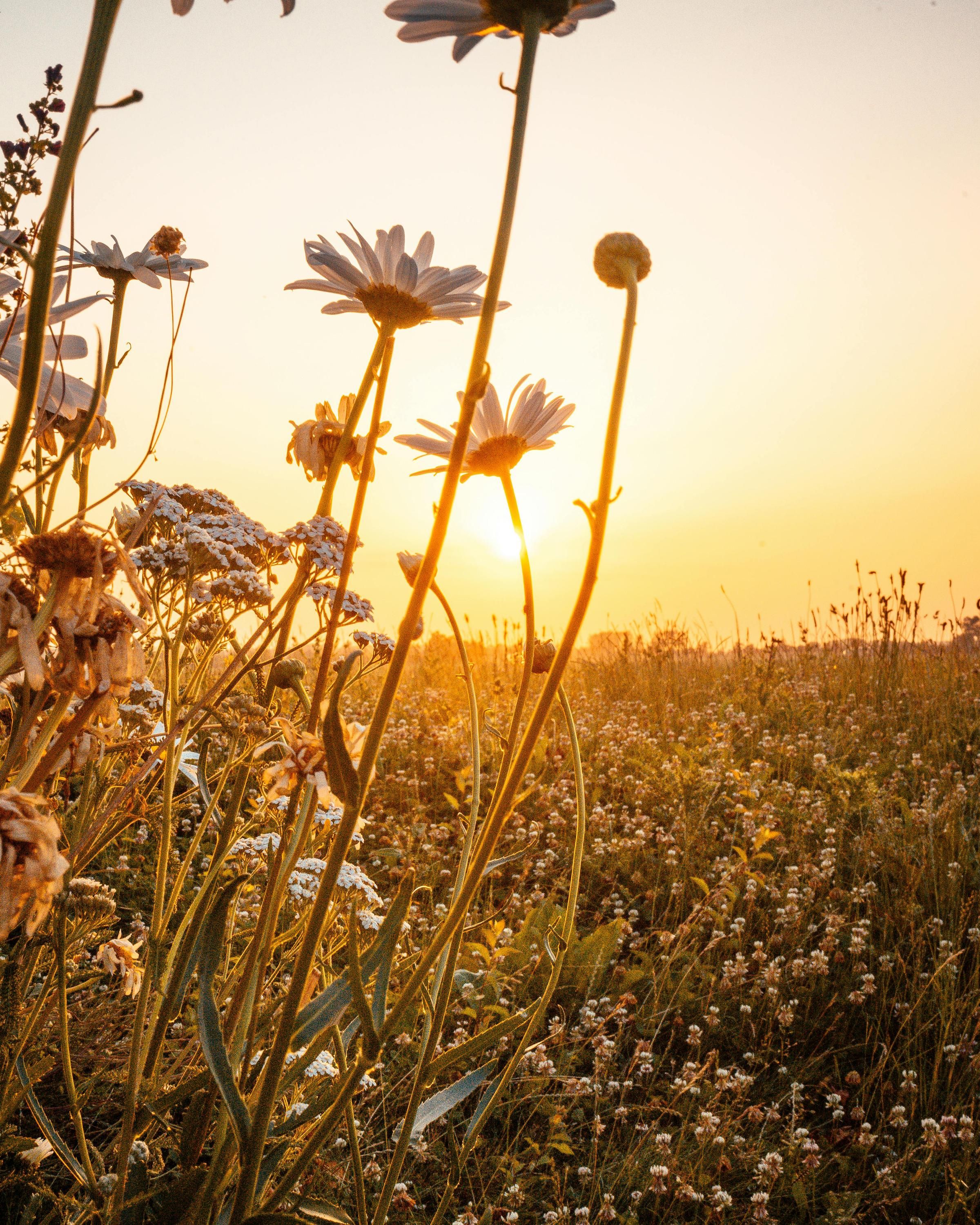 Sommer, Sonne, Urlaub, ... Sonntag