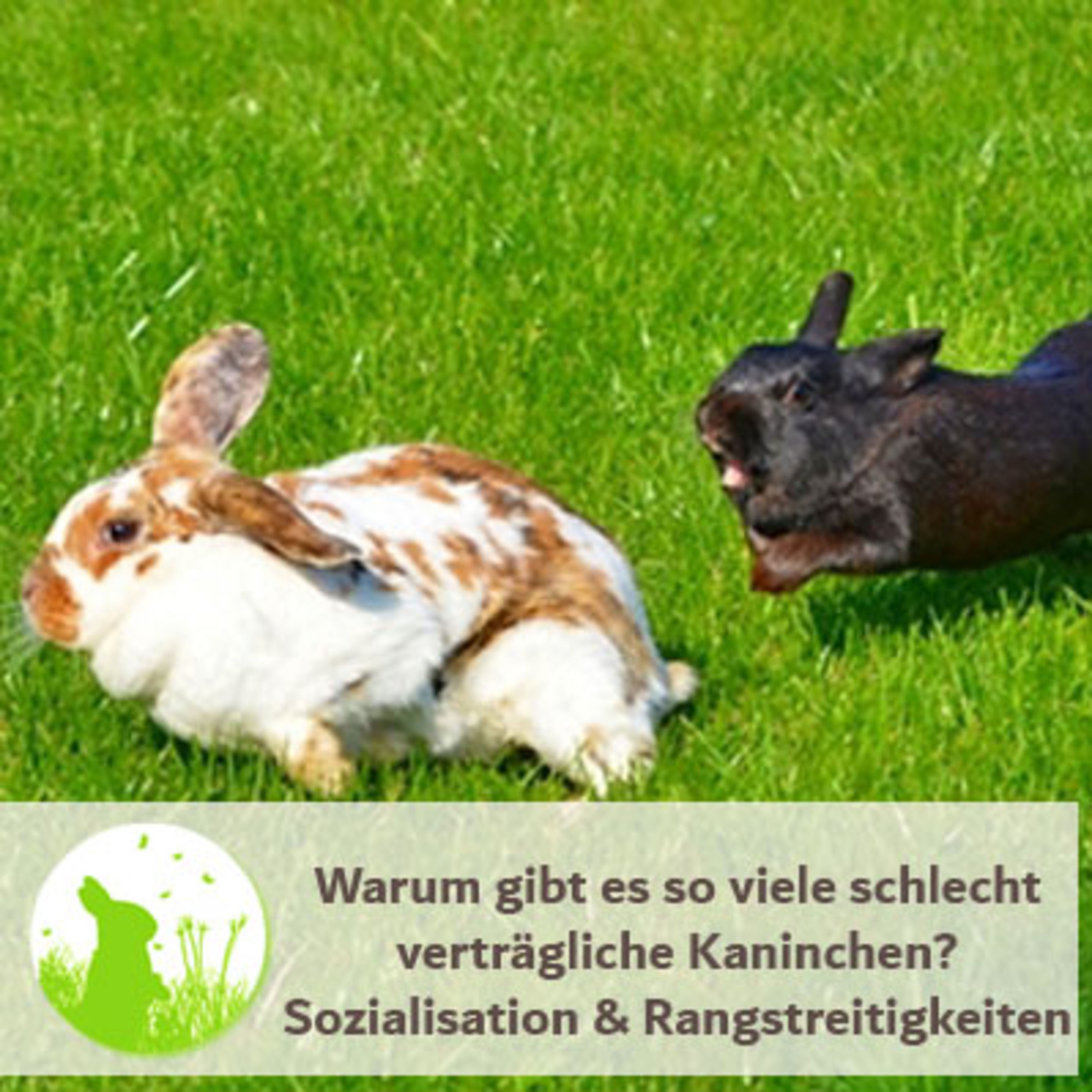 Sozialisierung: Warum gibt es so viele schlecht verträgliche Kaninchen?