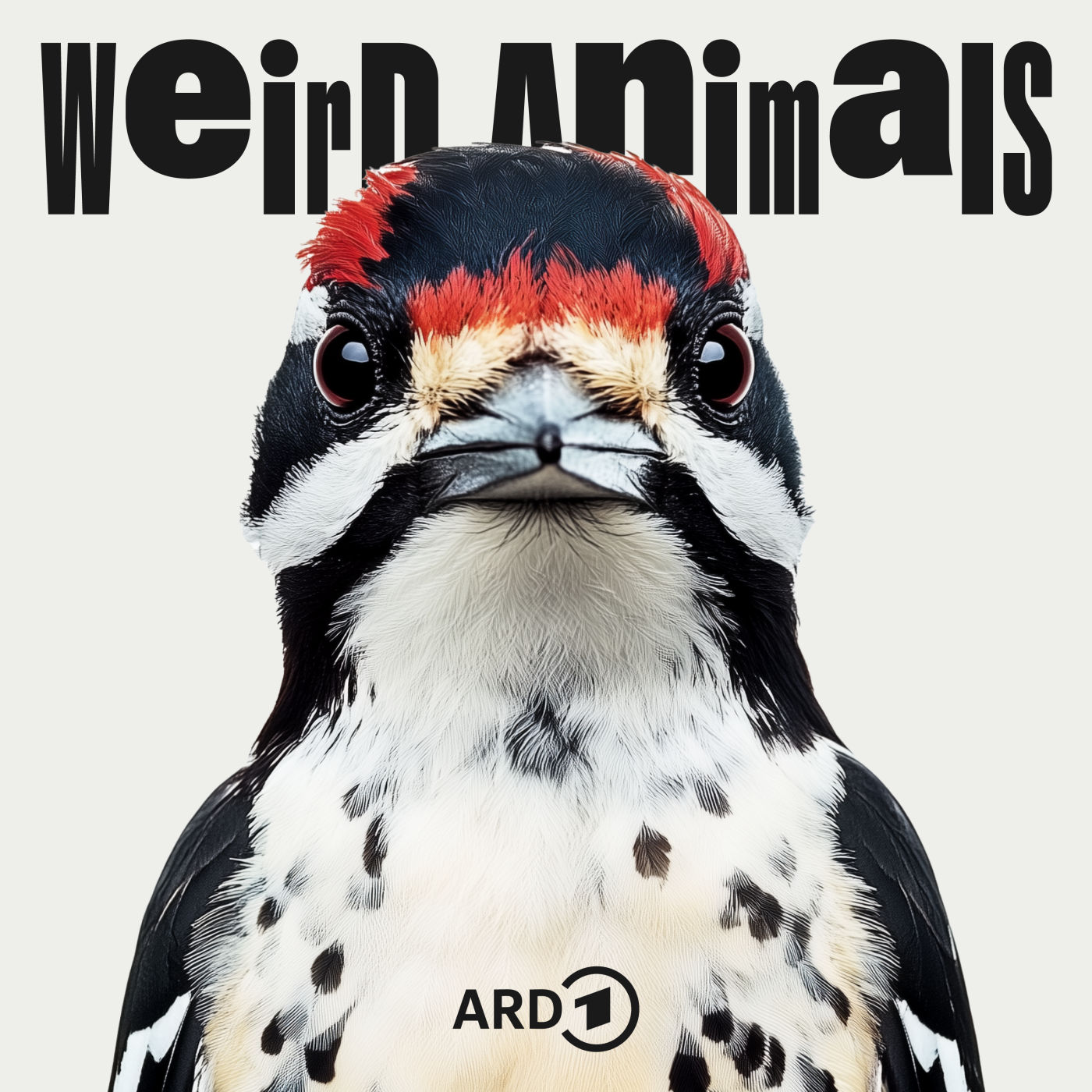 Specht - Kopfschmerzen vom Hämmern?