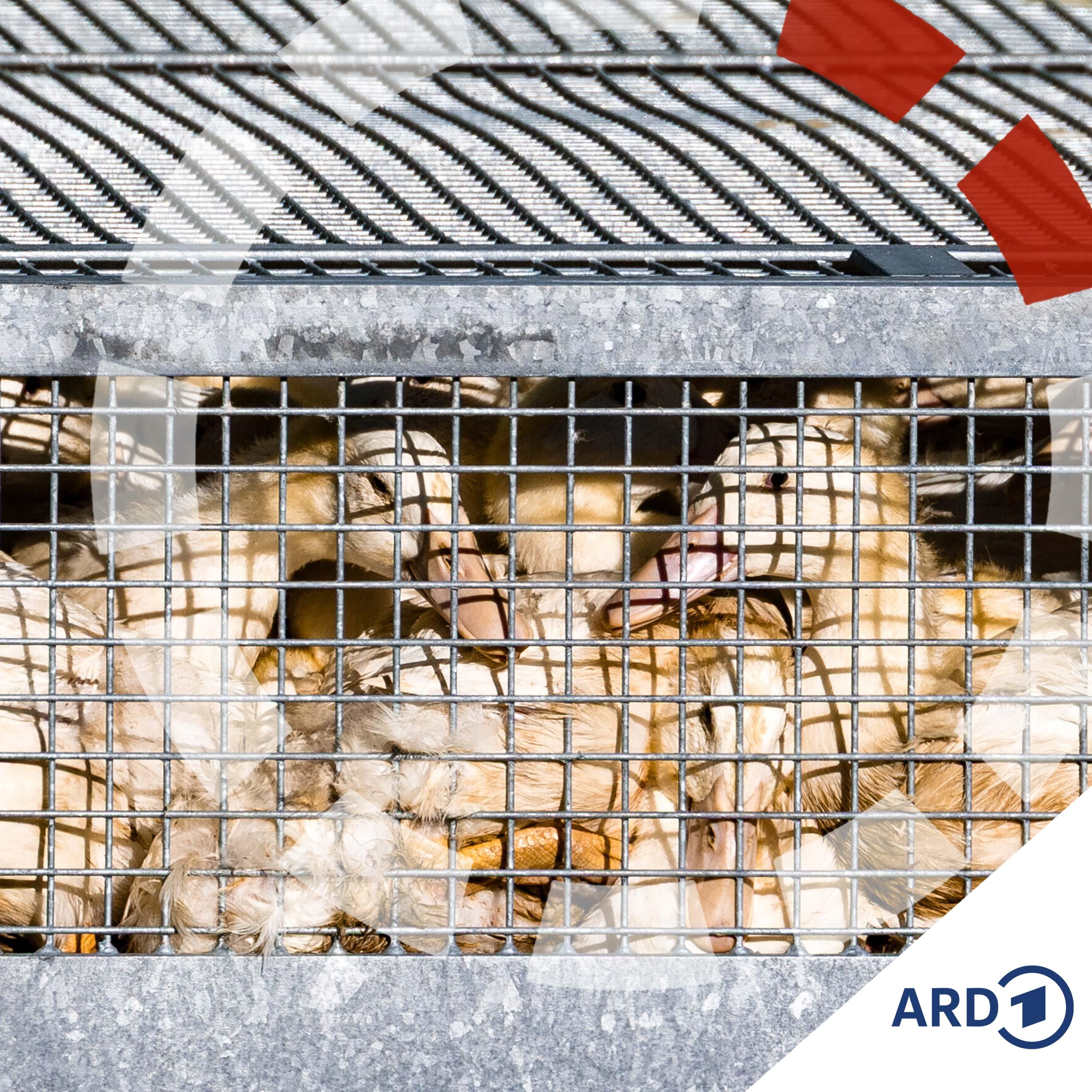 Sperrgebiet Stall - wo die Vogelgrippe Existenzen bedroht