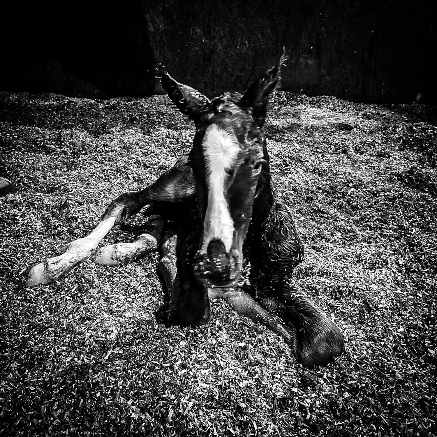 Spezial: DAS FOHLEN IST DA !!!!