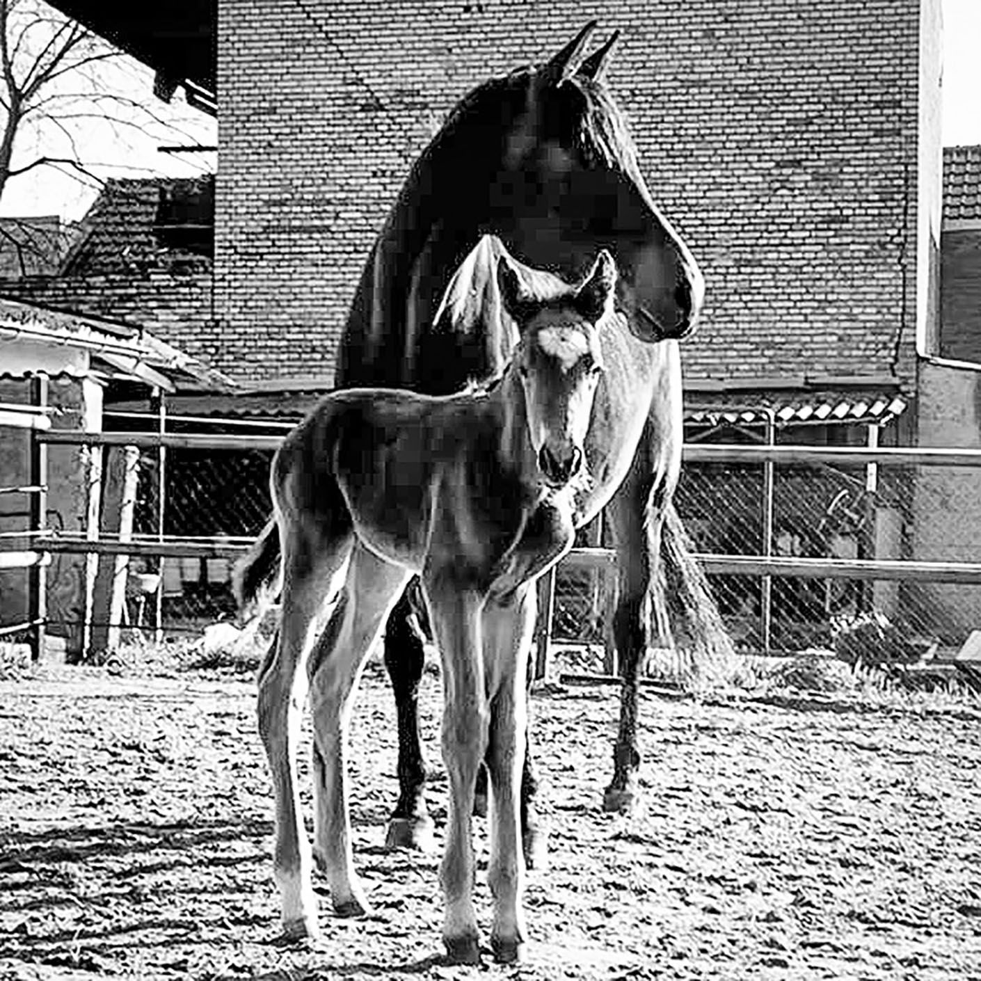 Spezial: EIN HOLPRIGER START (für Fohlen No. 2)