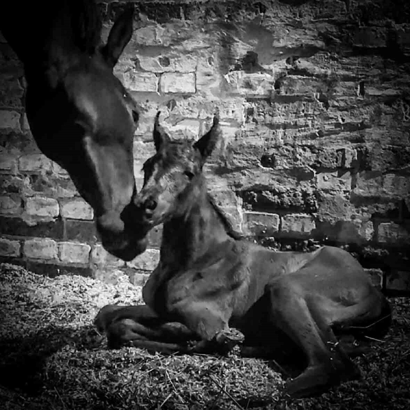 Spezial: FOHLEN No. 3 IST GELANDET!