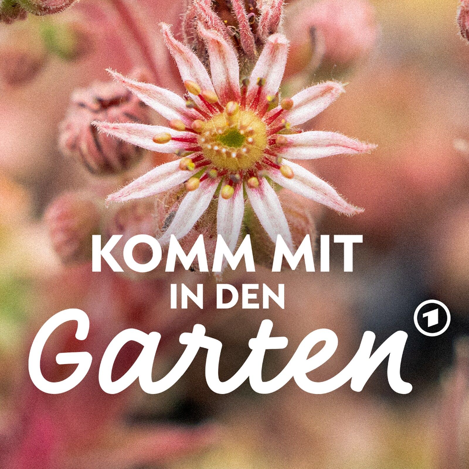Stauden teilen: Warum, wie und wann?