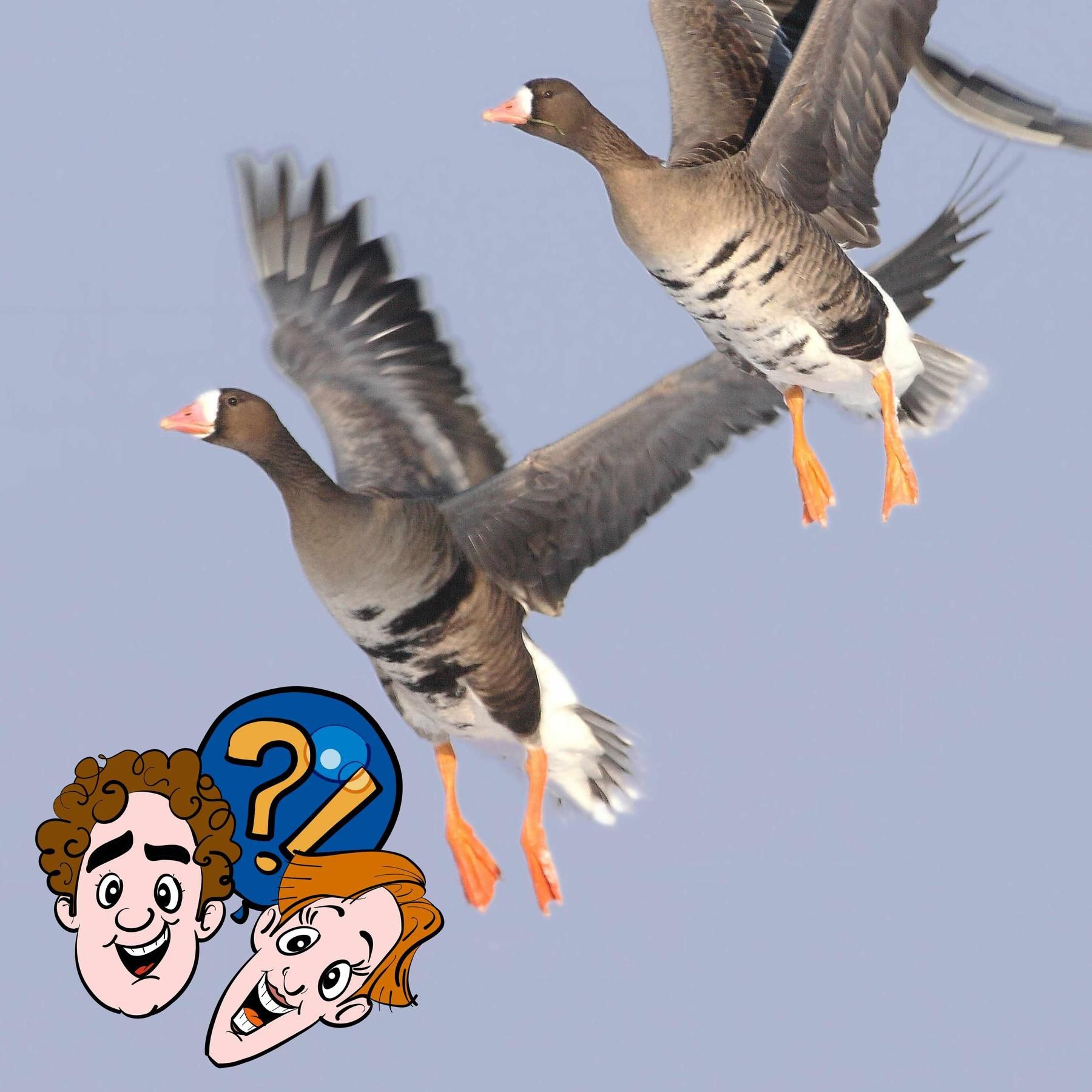 Stehen auch Zugvögel mal im Stau?