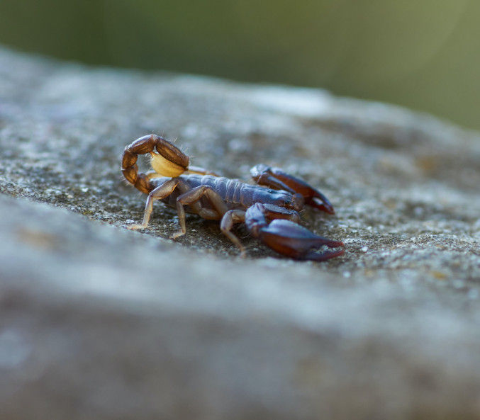 Sternzeichen Skorpion
