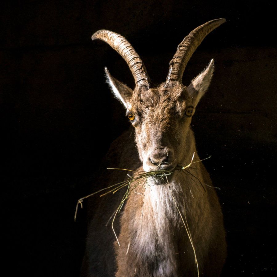 Sternzeichen Steinbock