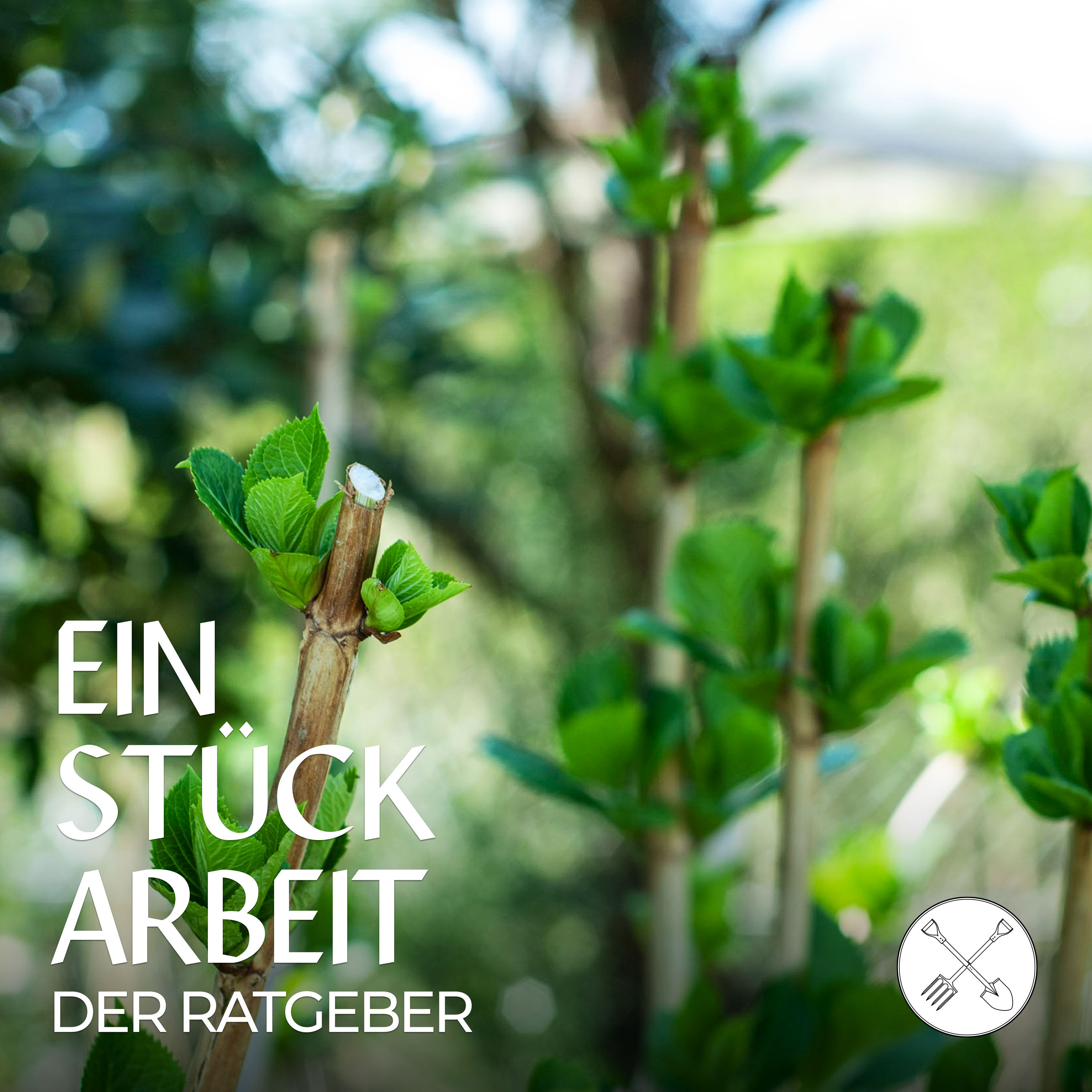 Sträucher schneiden: sieben Tipps und Tricks ✂️🌿