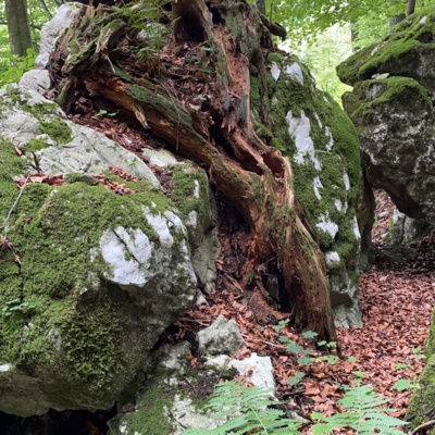 Strahlenflüchter, Strahlensucher, besondere Wuchsformen-Bäume&Co.