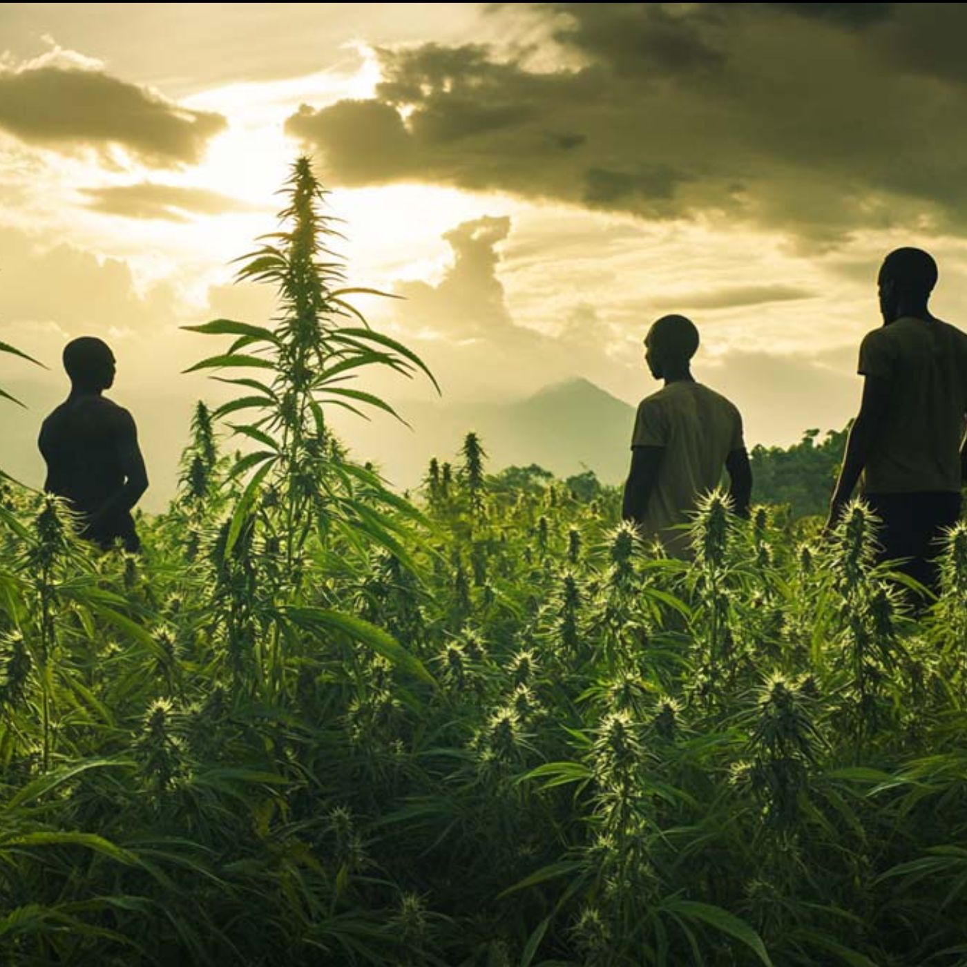 Strain Hunters | Weed Legenden #14 | Landrassen | Genetik | Weltreise