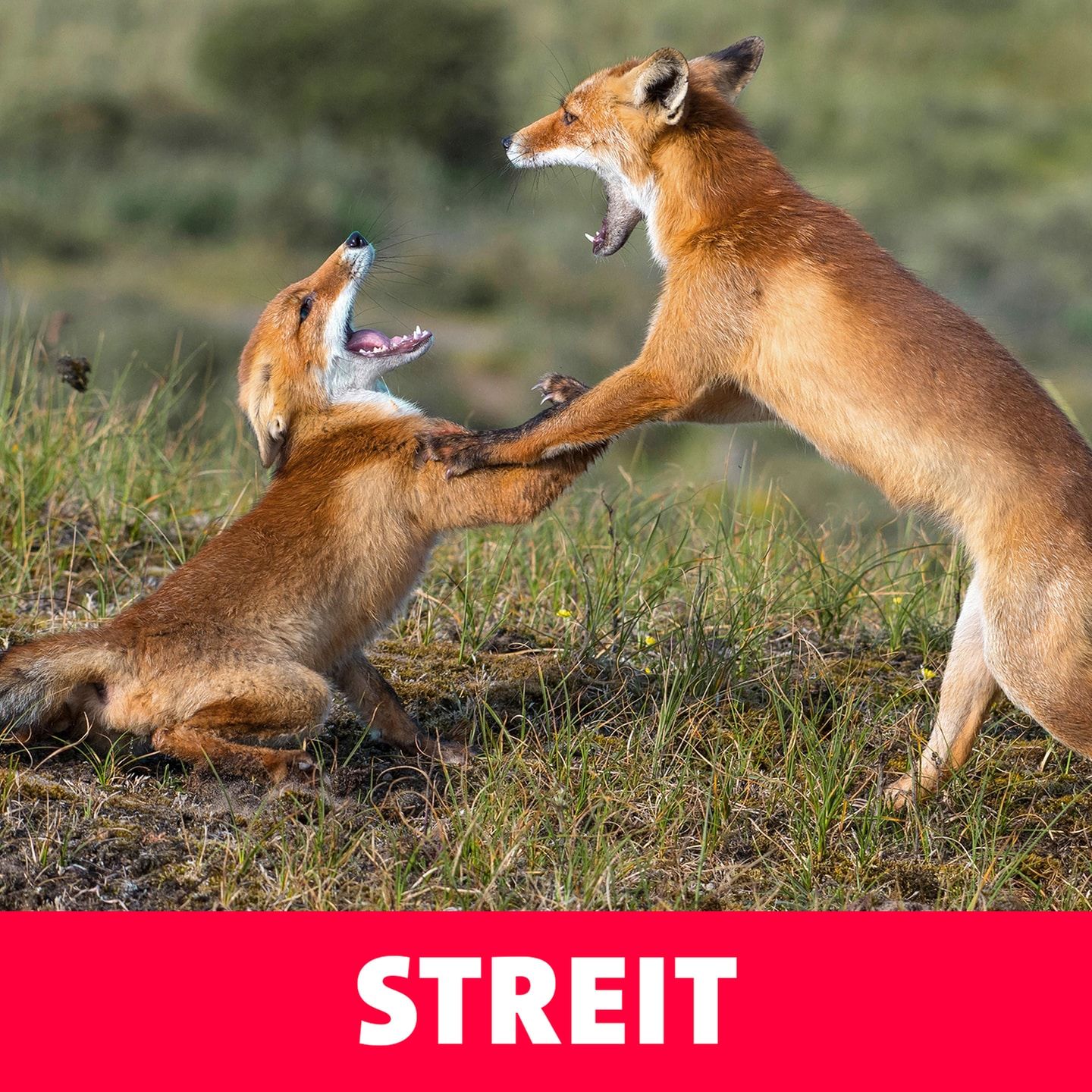 Streit – Halt doch dein Maul!