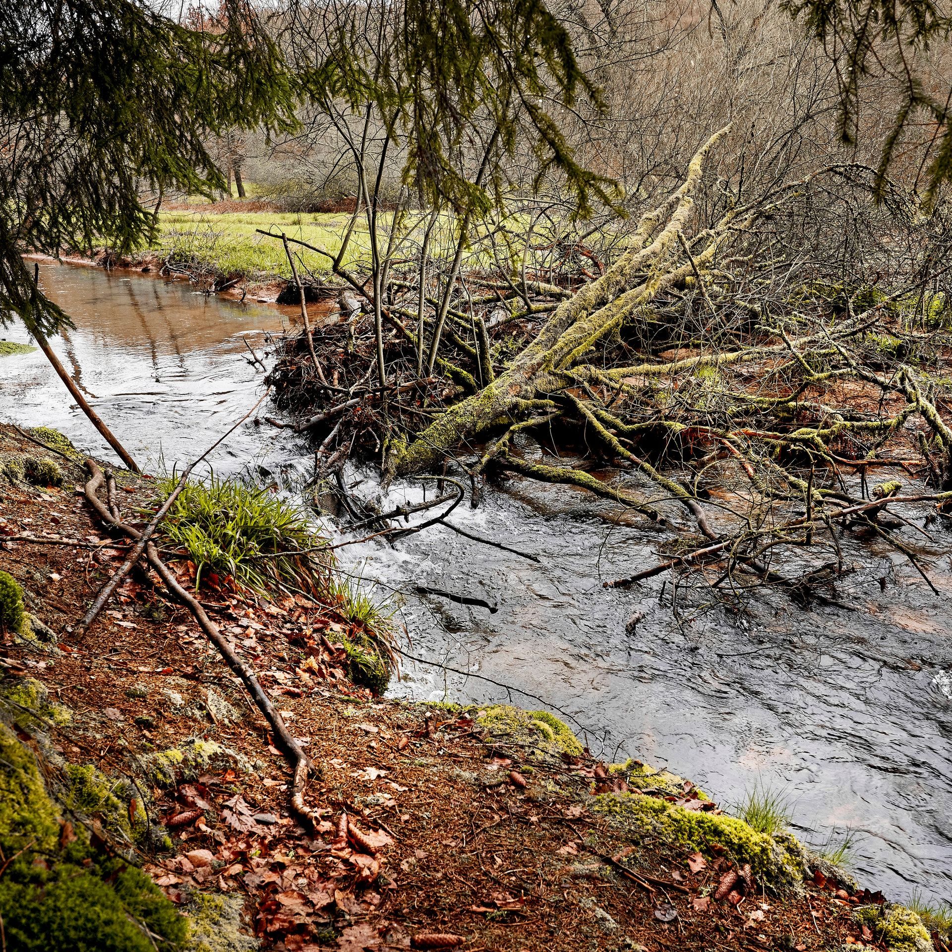Studie des Umweltbundesamtes: Schafft mehr Platz für Flüsse!