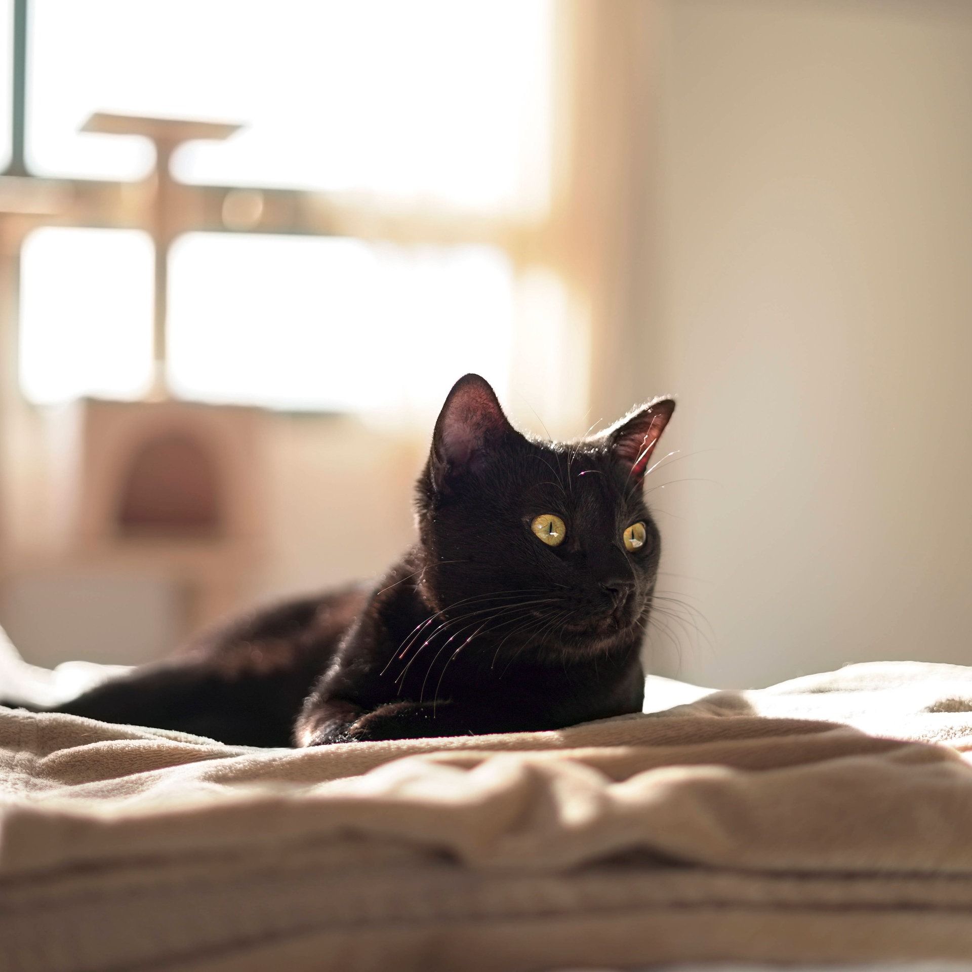 Studie: Hauskatzen kamen erst vor 2000 Jahren nach Europa