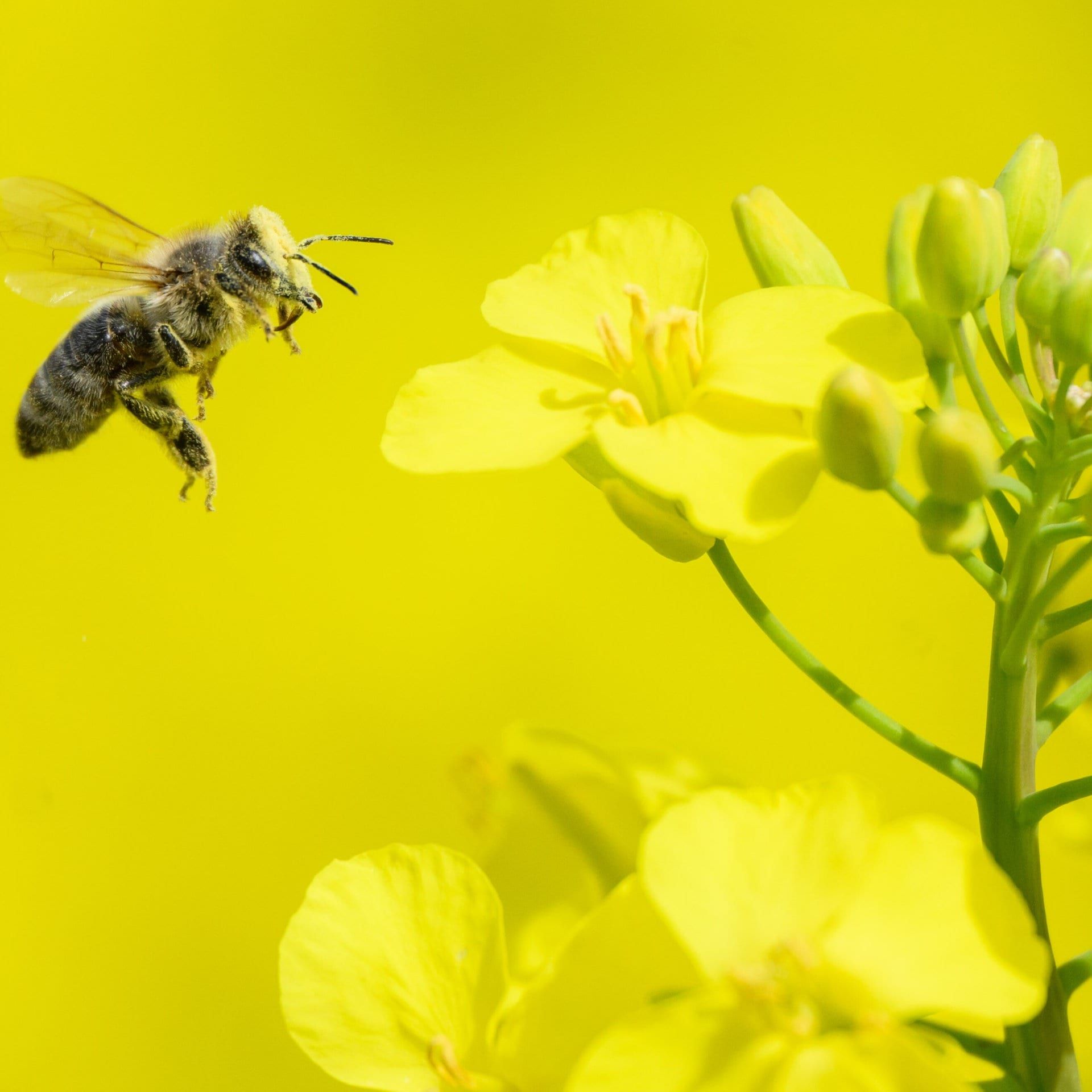 Studie: Honigbienen navigieren und fliegen hochpräzise
