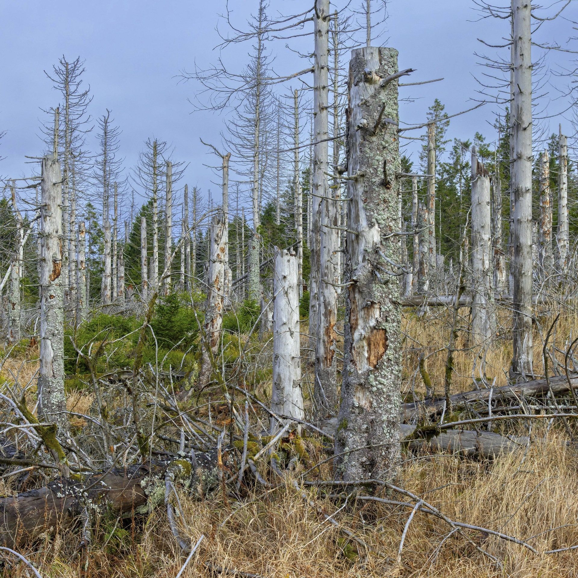 Studie: Um die Zukunft des Waldes könnte es schlecht stehen