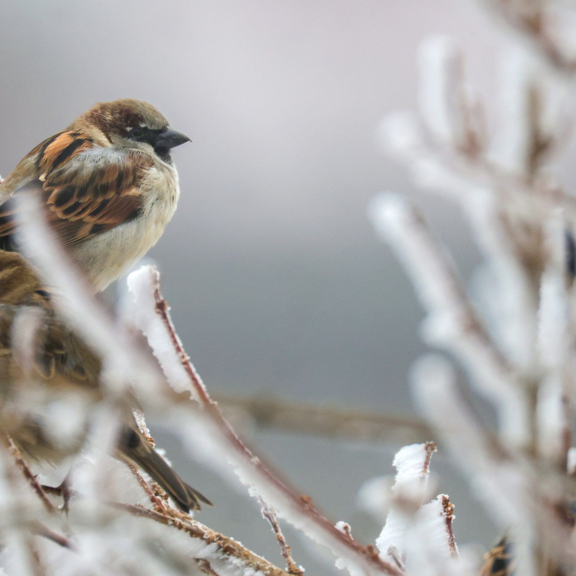 „Stunde der Wintervögel“: Die Ergebnisse der Mitmach-Aktion