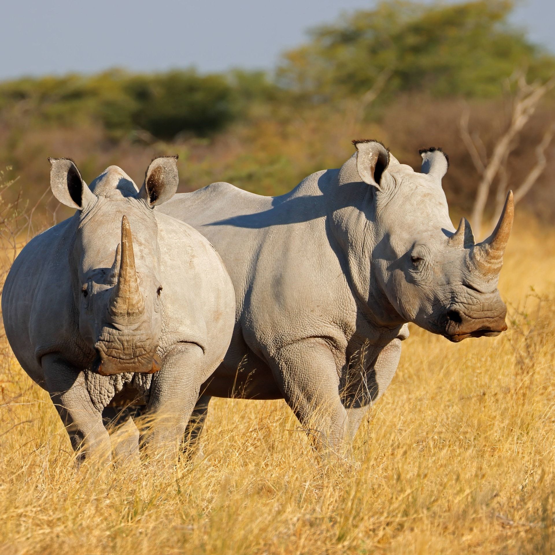 Südafrika: Weniger gewilderte Nashörner – aber keine Entwarnung