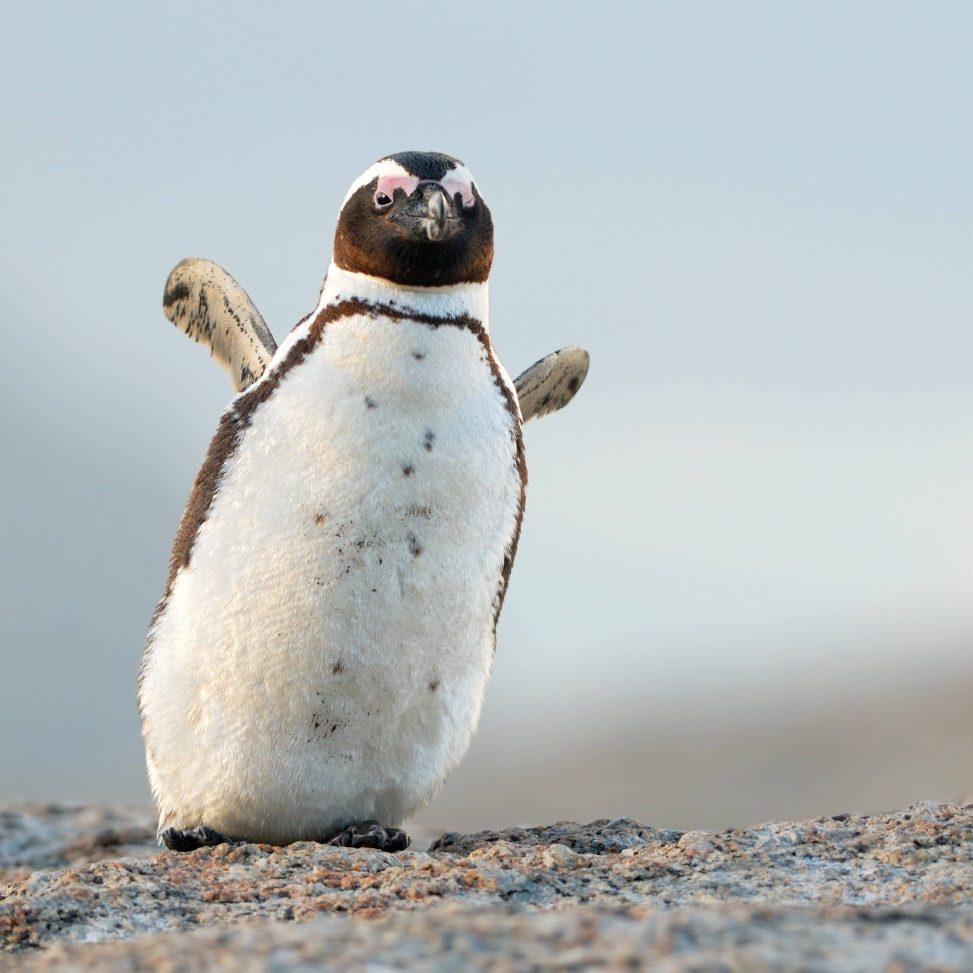 Südafrikas Brillen-Pinguine verhungern: Klimawandel und Überfischung bedrohen die Tiere