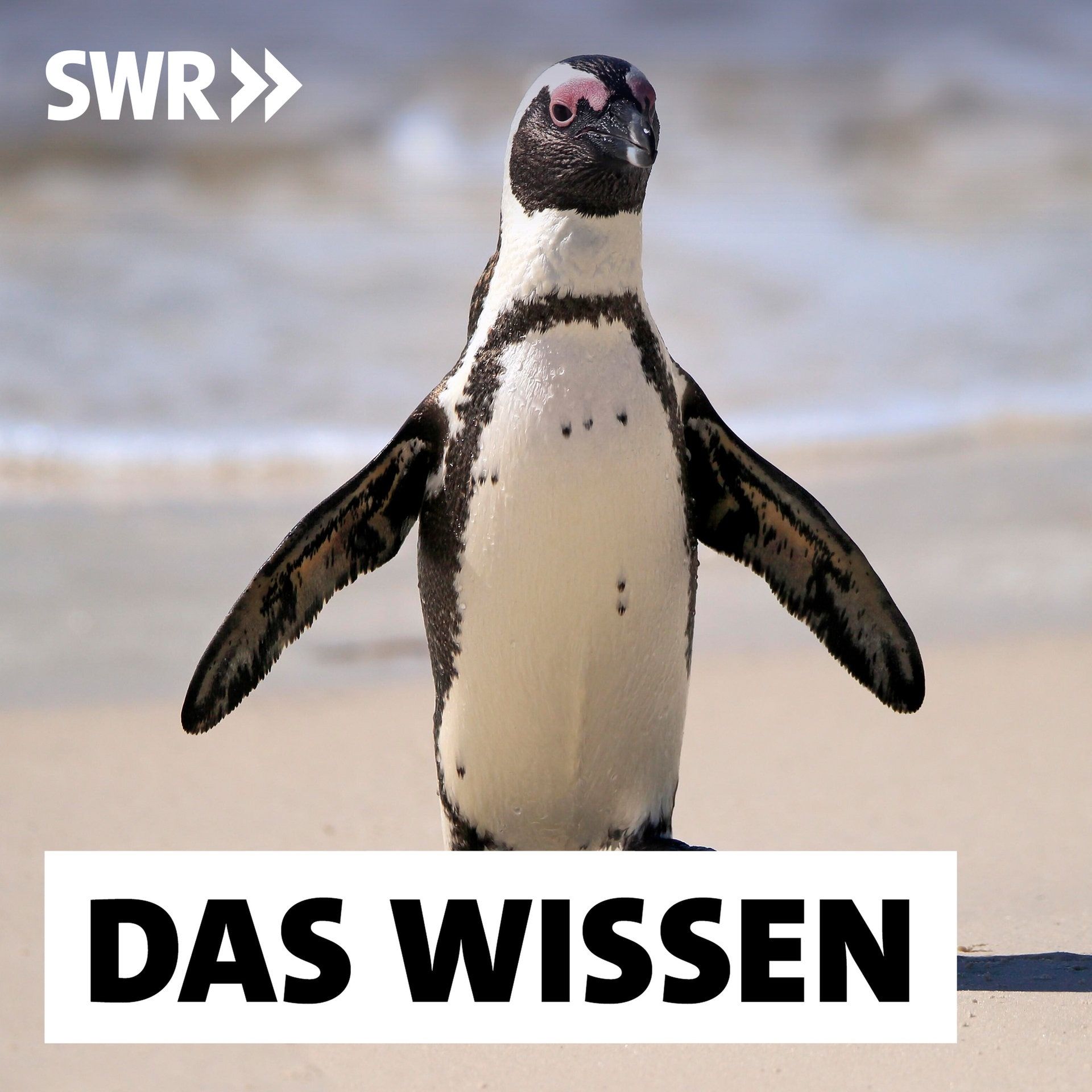 Südafrikas Pinguine verhungern – Wie Klimawandel und Überfischung die Tiere bedrohen
