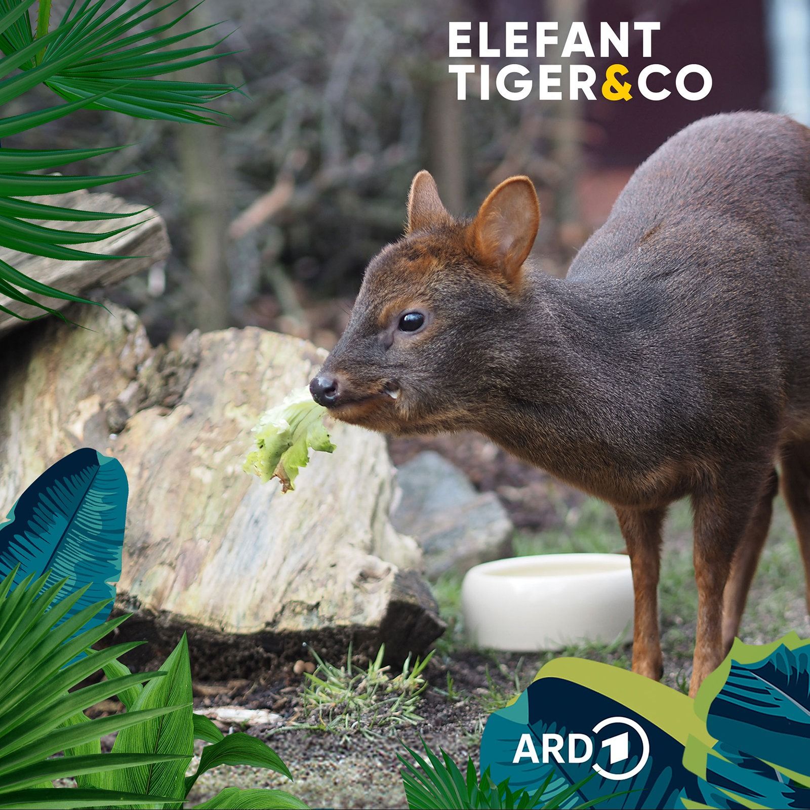 Südpudu - klein und schüchtern