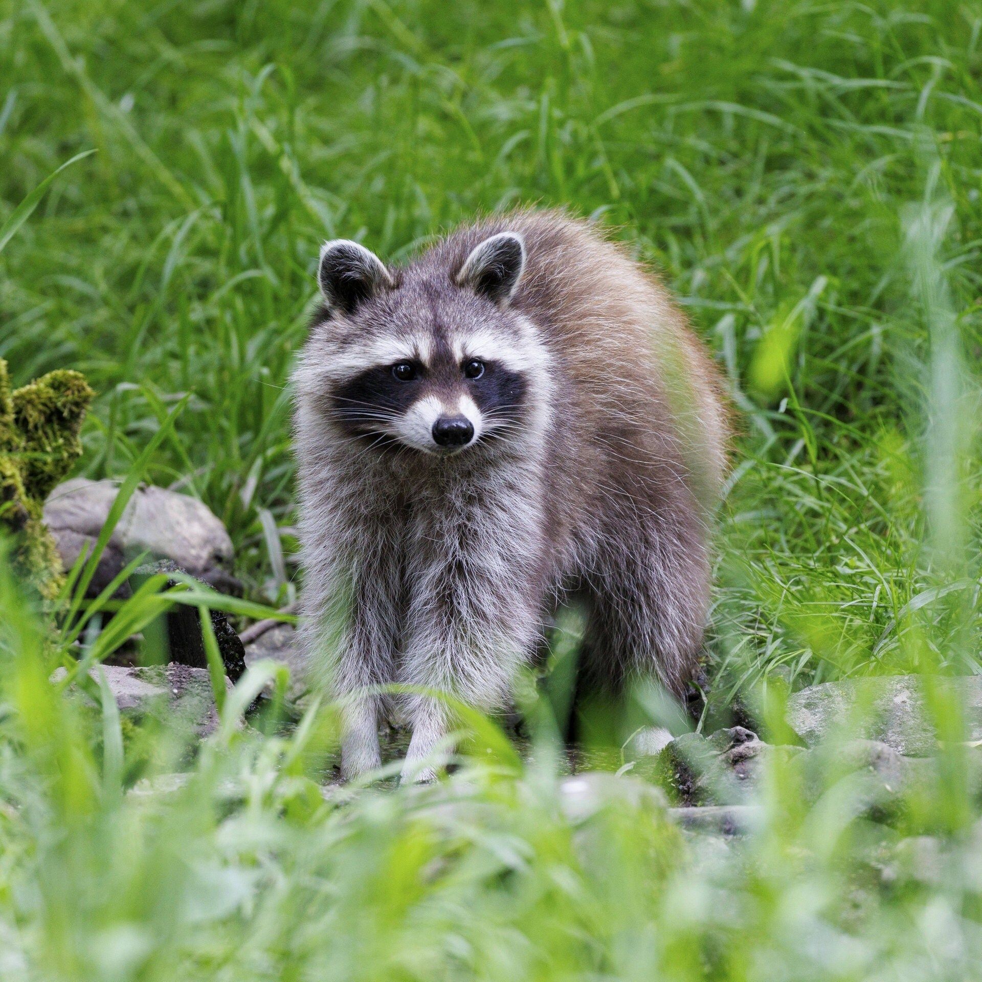 Süß, aber invasiv: Wie Waschbären heimische Arten gefährden