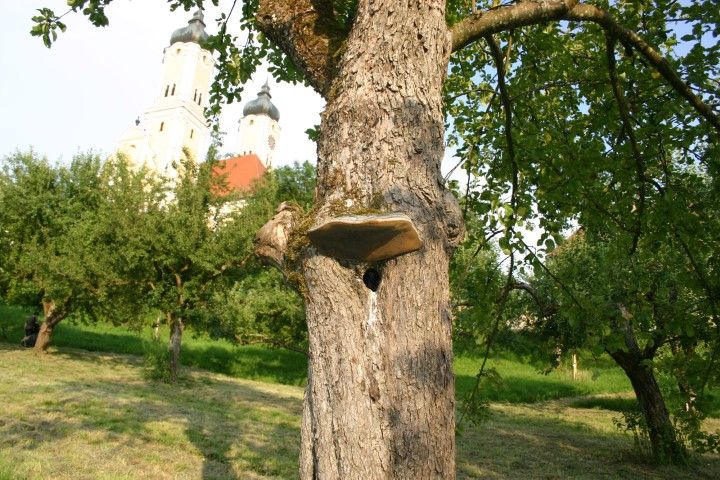Tag der Streuobstwiesen