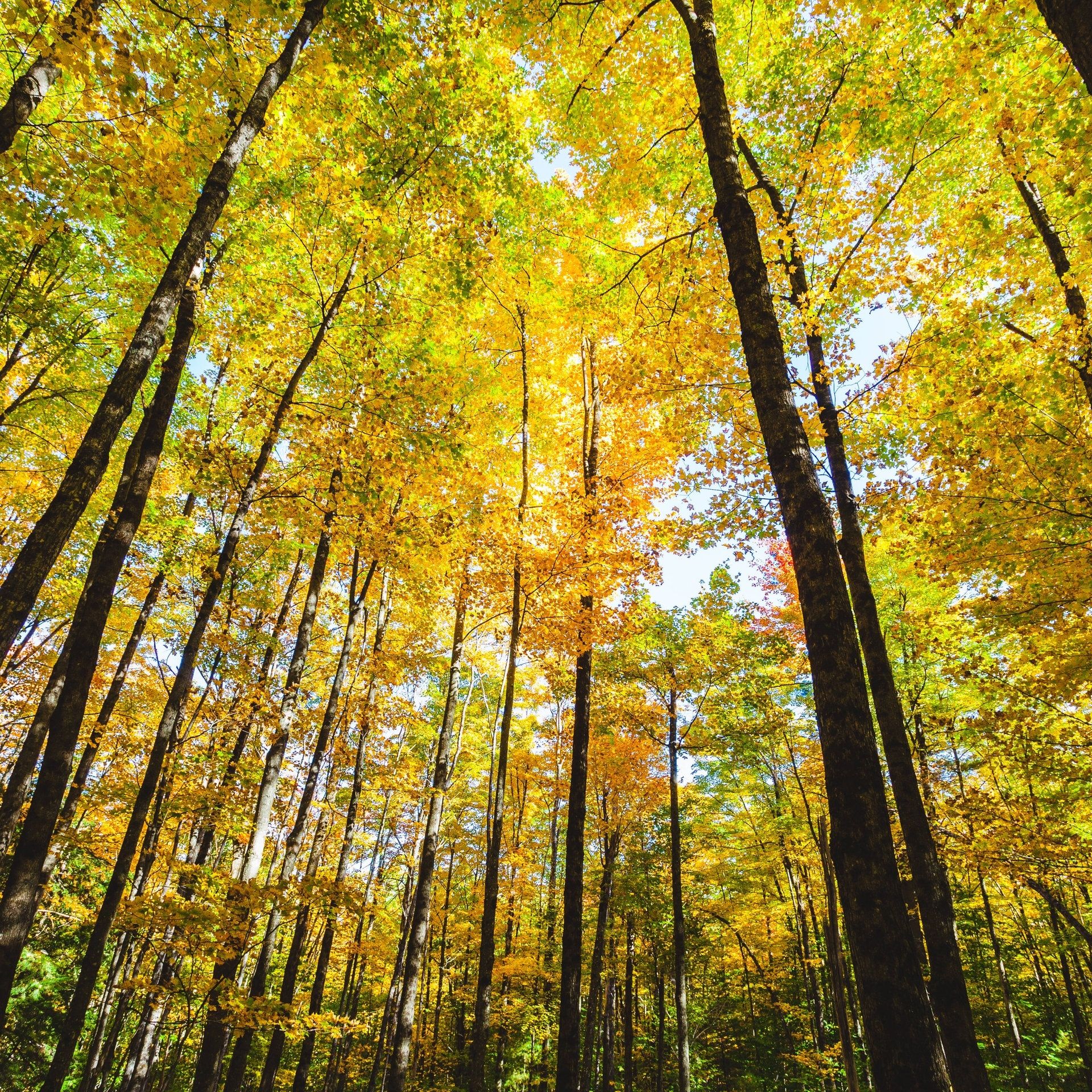 Tag des Waldes - so geht Aufforstung klimasmart