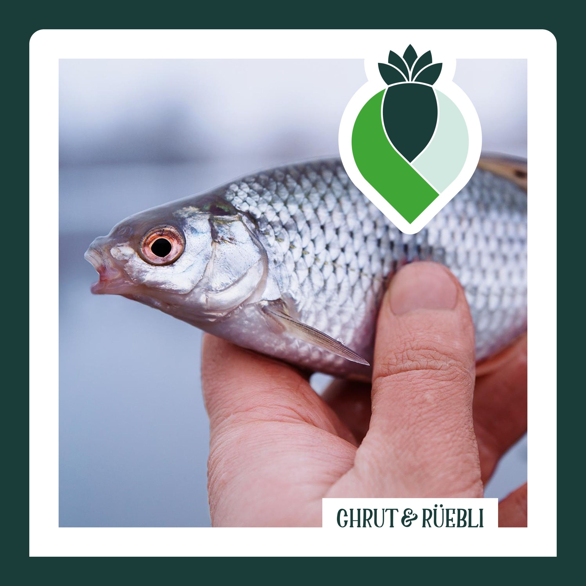 Talk «Es gibt keinen nachhaltigen Fisch.» Stimmt das?